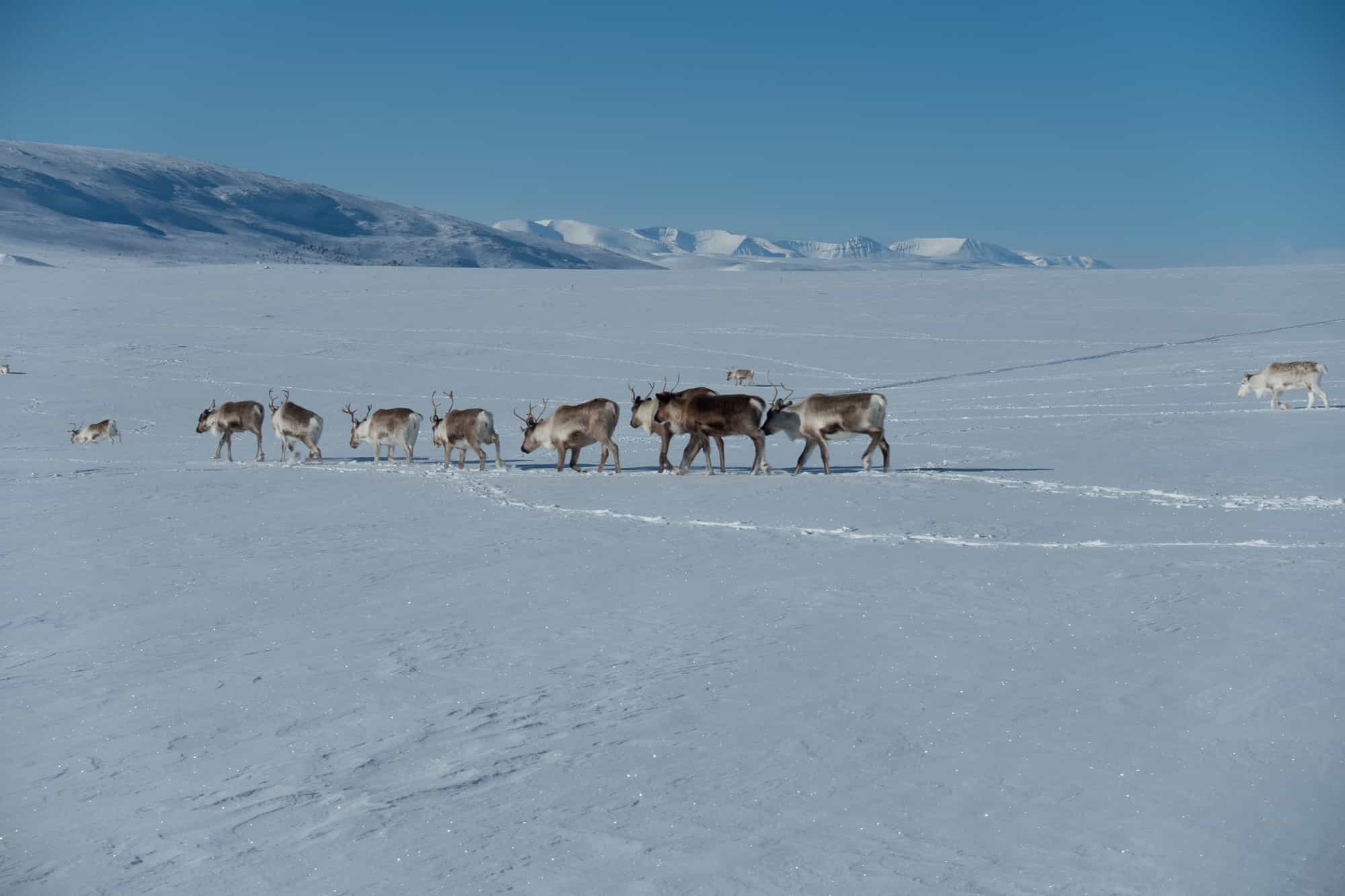 Arctic Ski Expedition