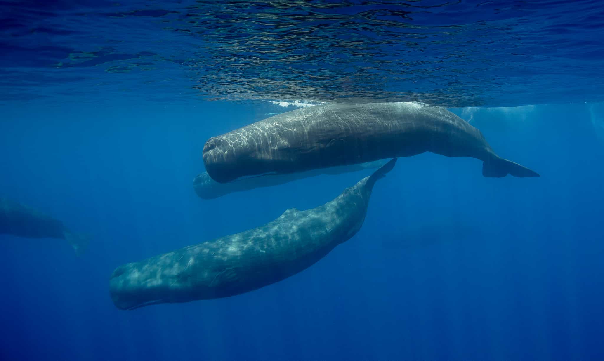 Sperm whales. Photo: GettyImages-637248038
