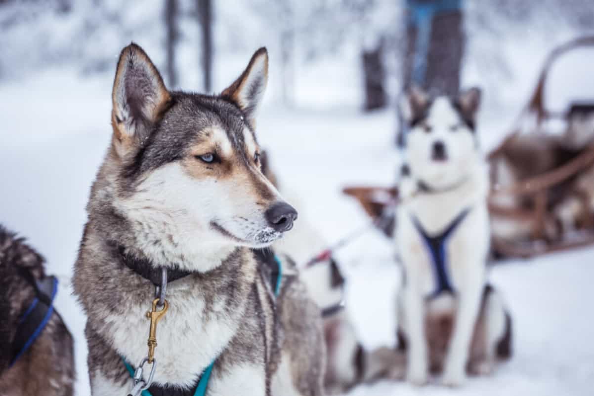 Huskies in Pyha, Finnish Lapland.
