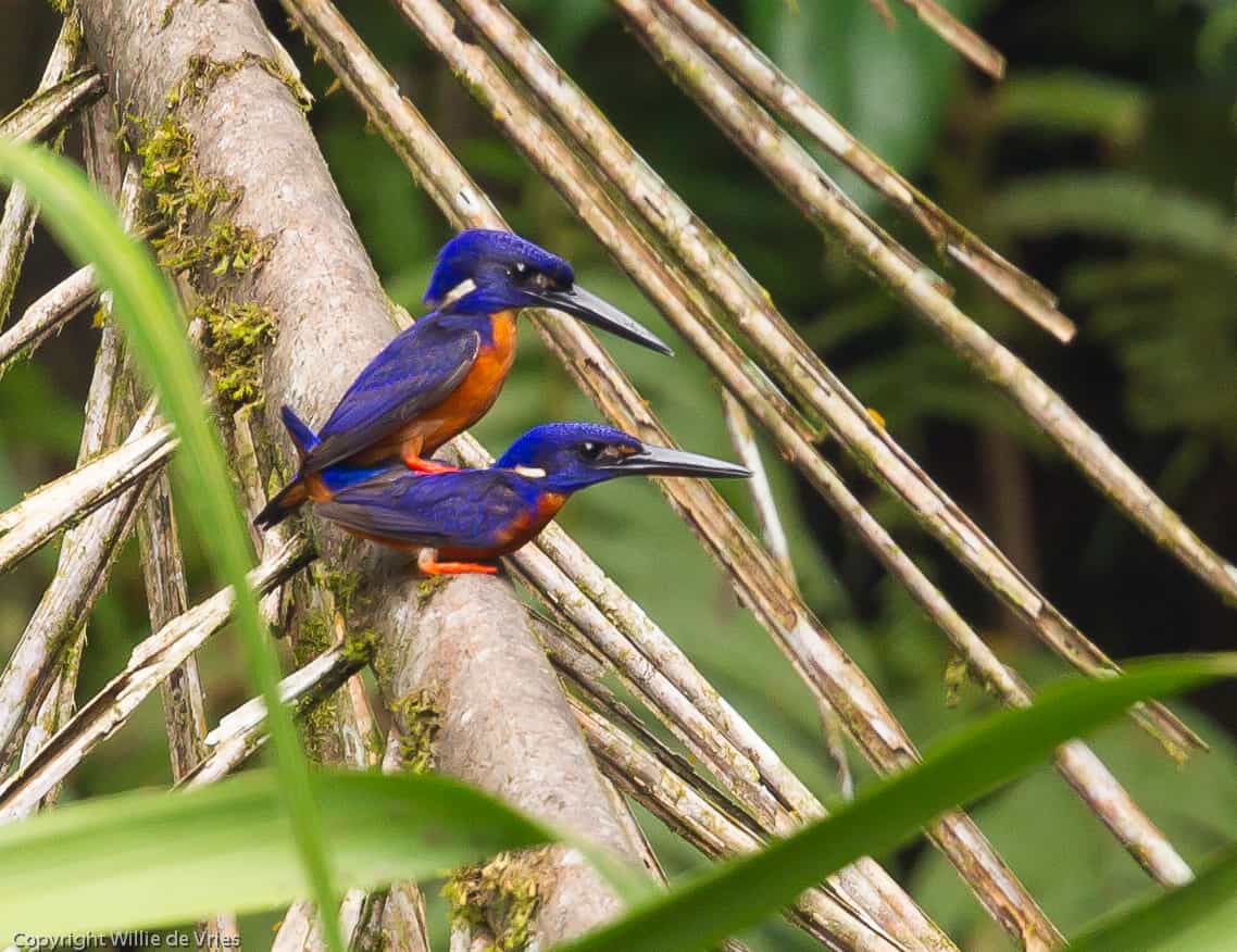 Two shining Blue Kingfishers on a branch in Ghana