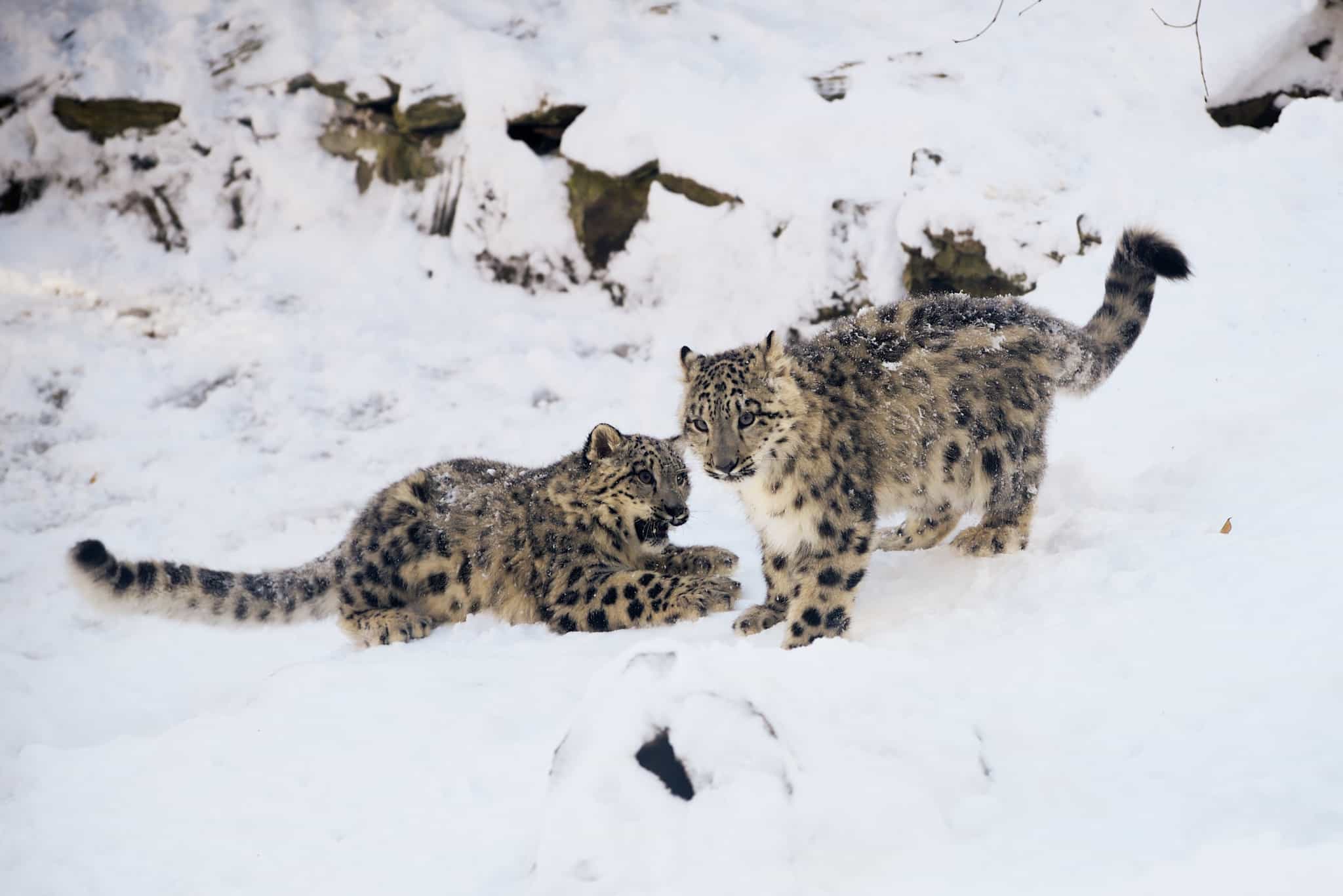 Snow leopard cubs in Hemis National Park.