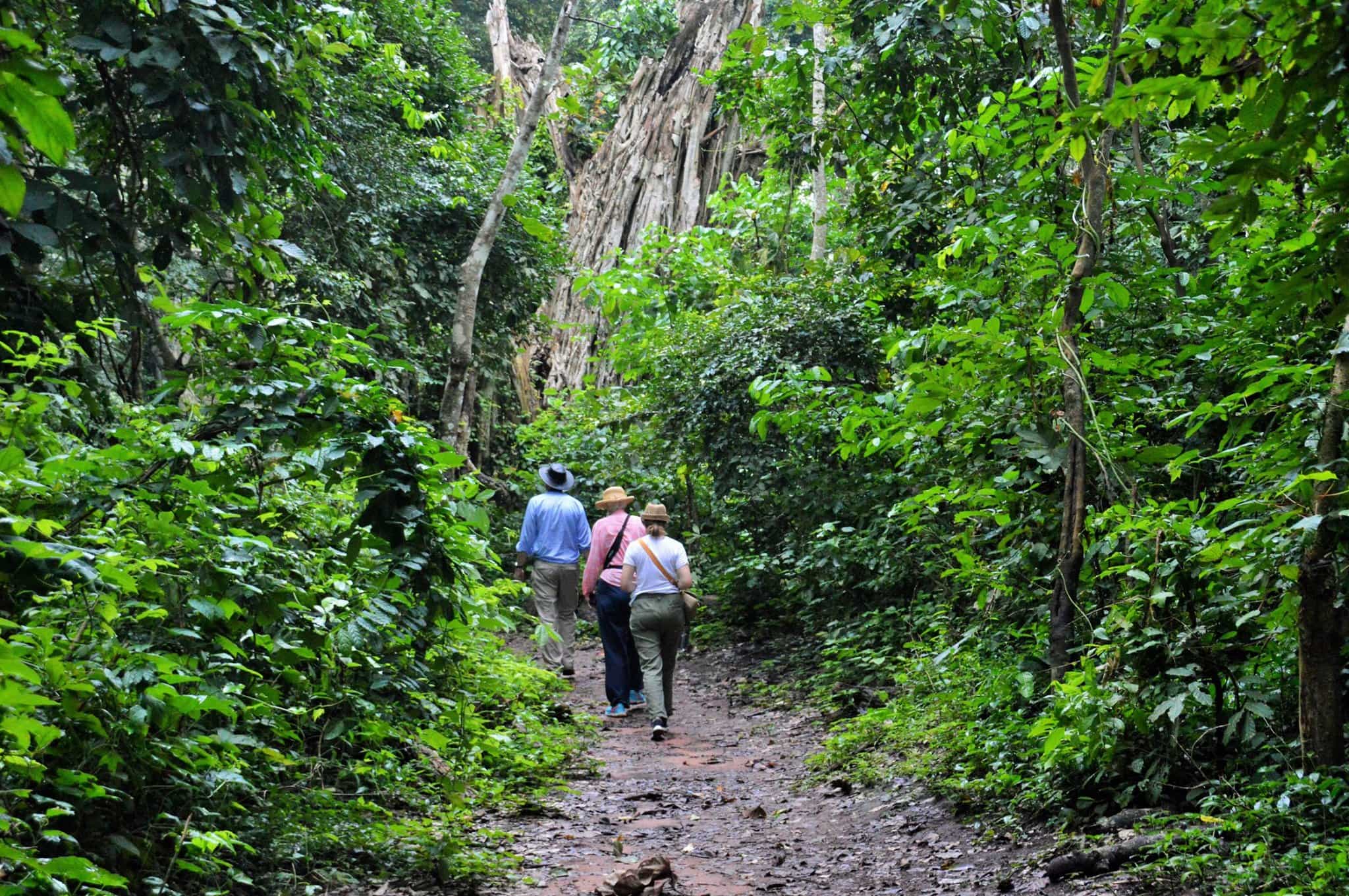 Hikers in the forest in Ghana.