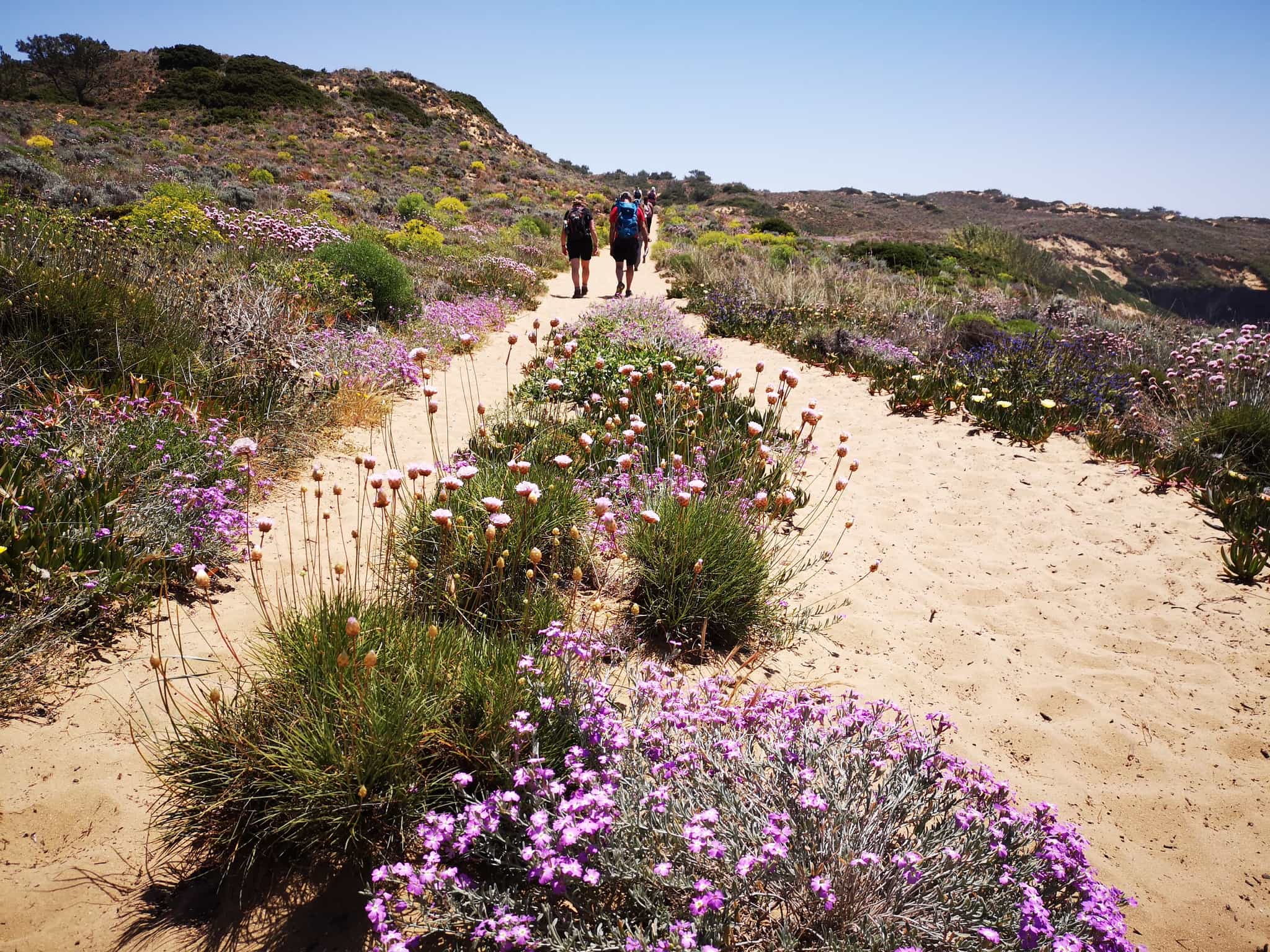 Spring Flowers along the Rota Vicentina, Portugal.