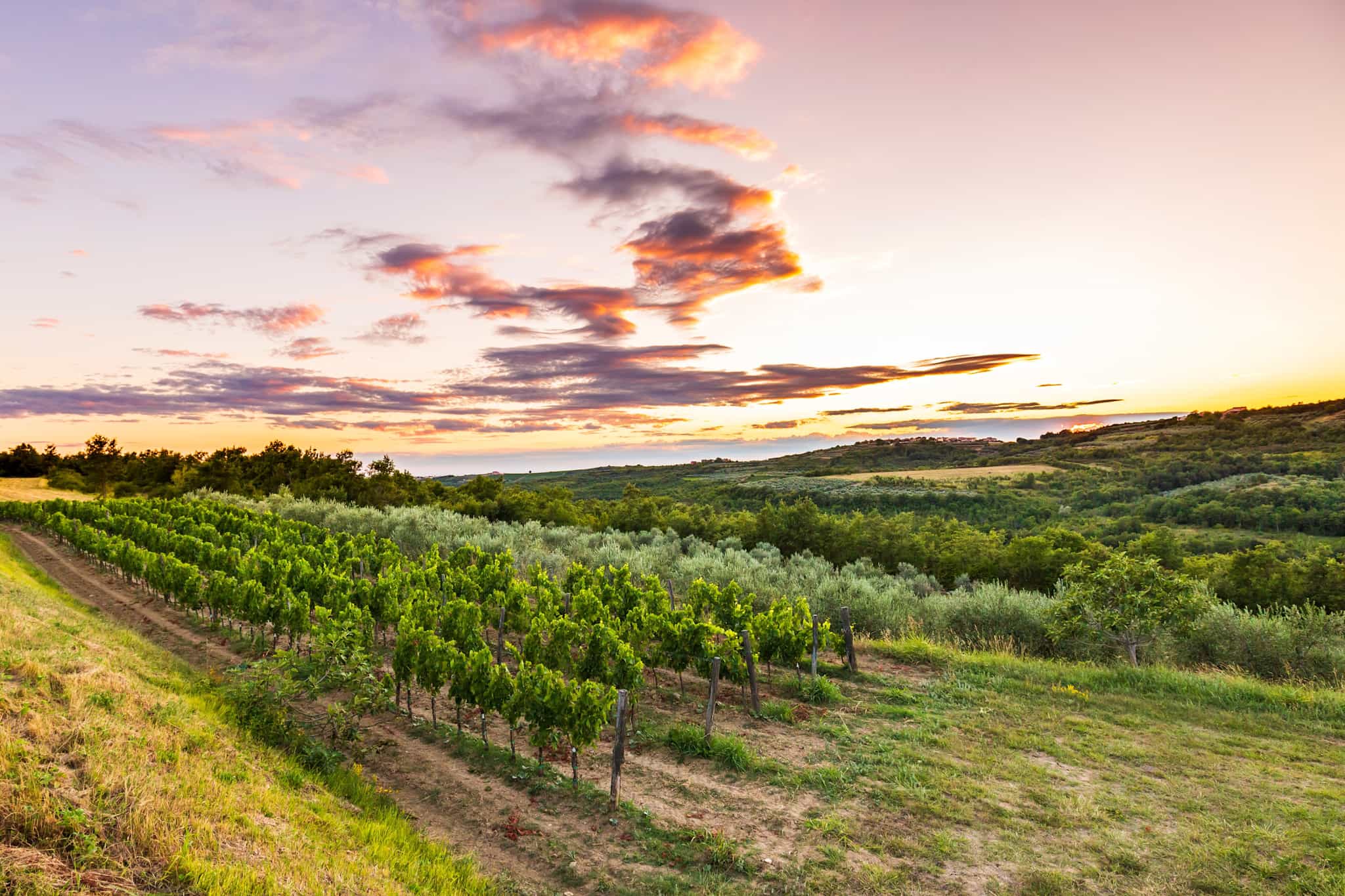 Istrian Vineyard at sunset