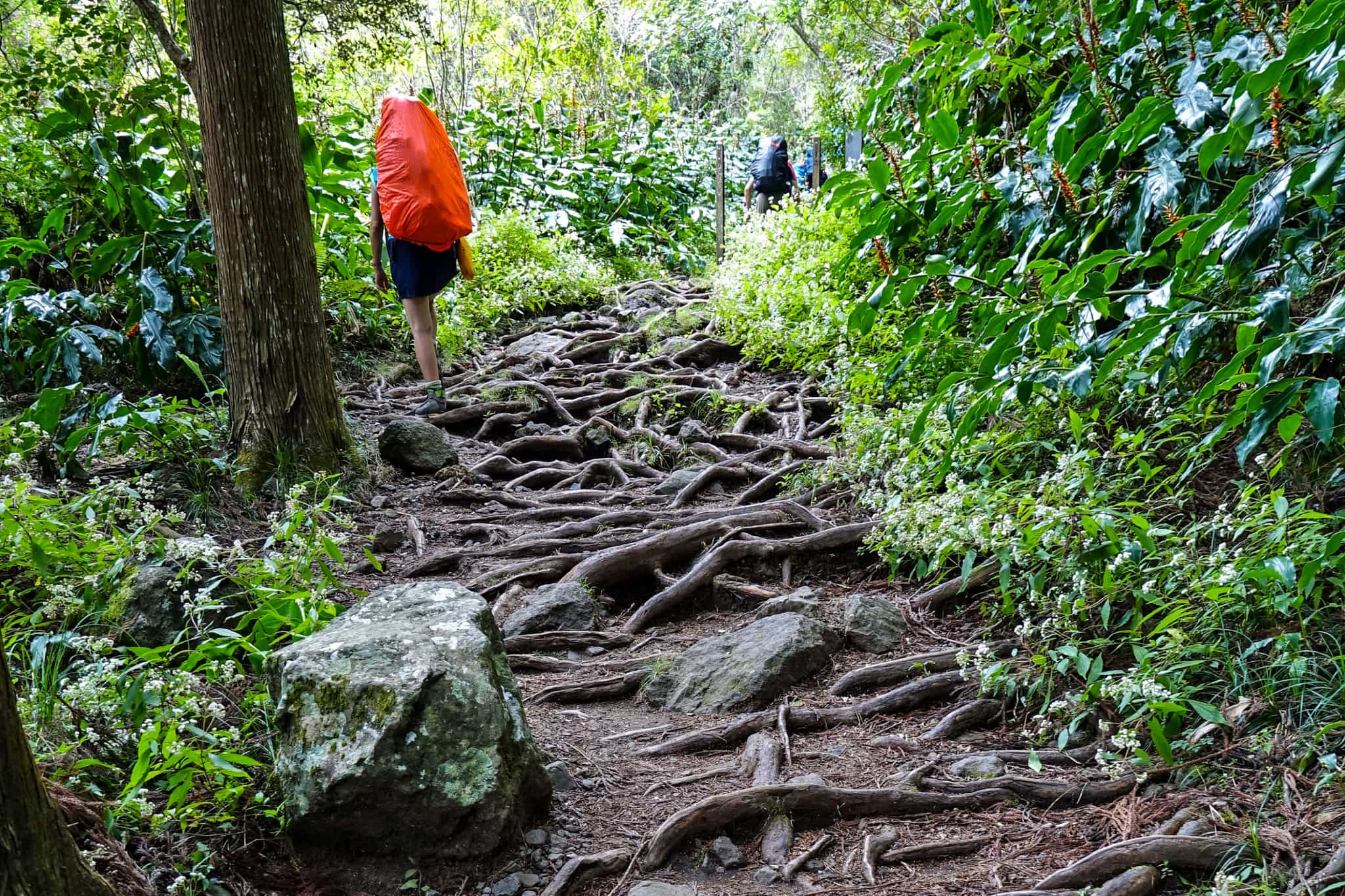 Trekkers along a forest path in Cirque du Cilaos, Reunion.