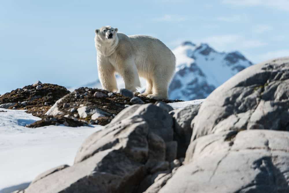4 Big Reasons to Have an Adventure in Svalbard