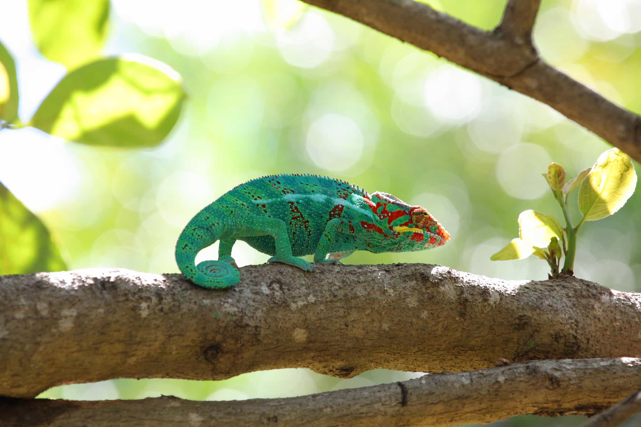 Chameleon, Reunion Island.