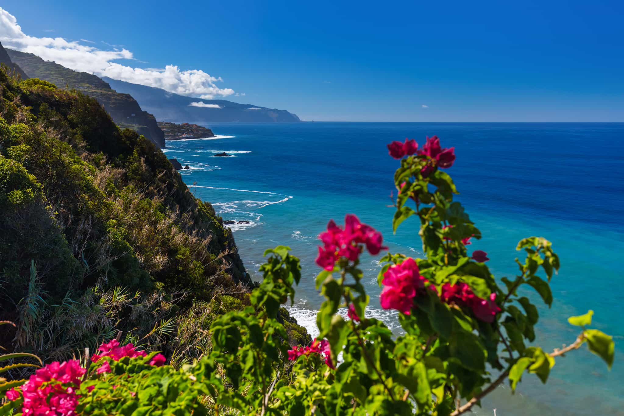 Coastline near Boaventura, Madeira with flowers in the foreground.