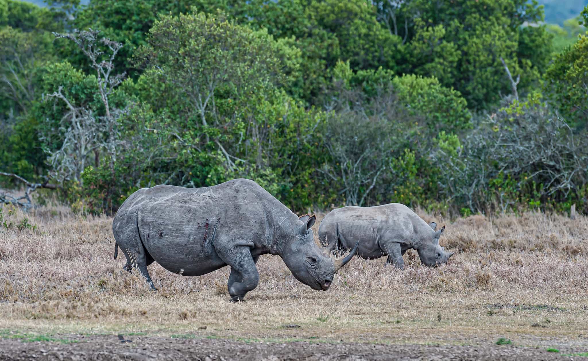 Rhinoceros in Masai Mara, Kenya. Photo: GettyImages-1438803293