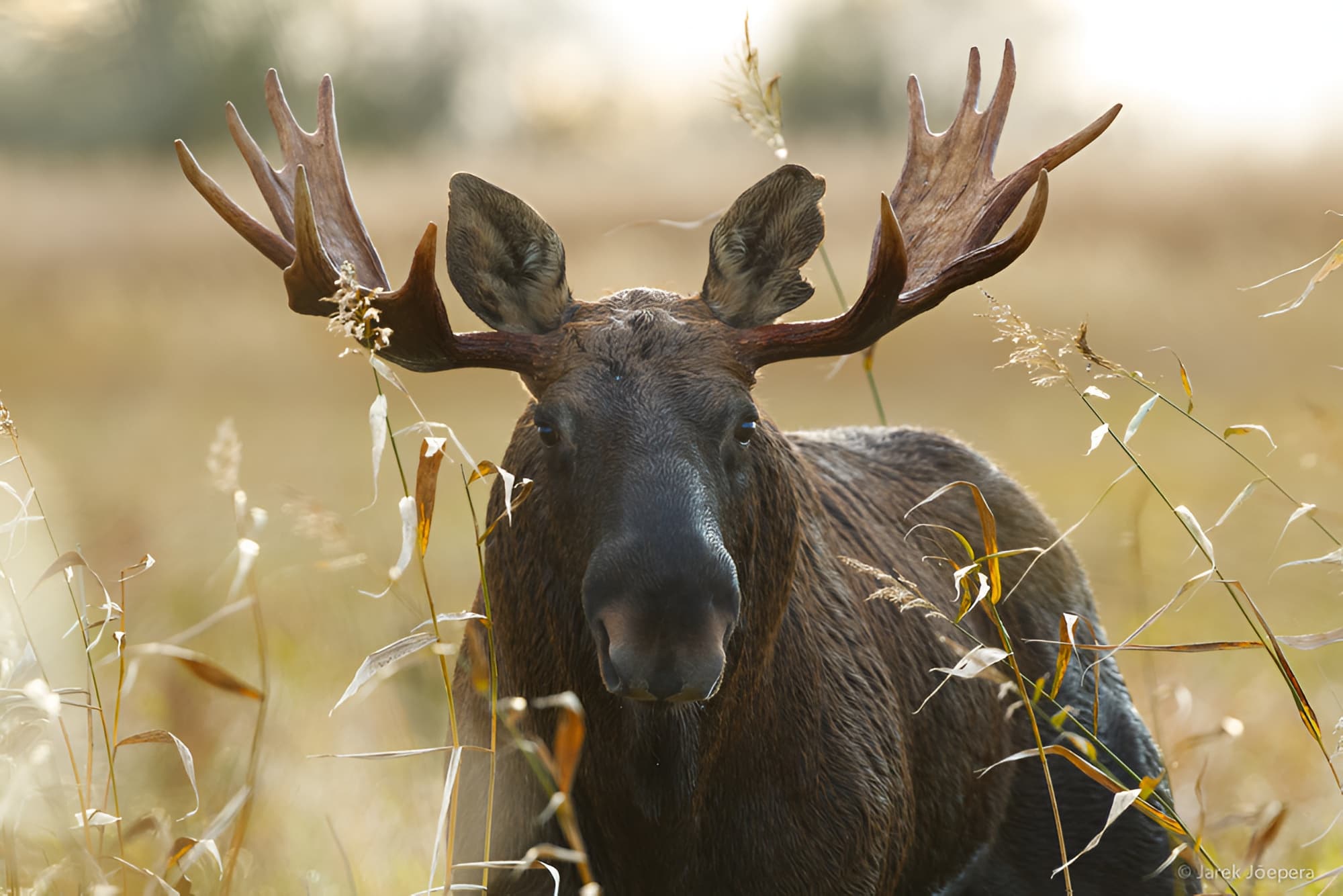 Wildlife Adventure in Estonia