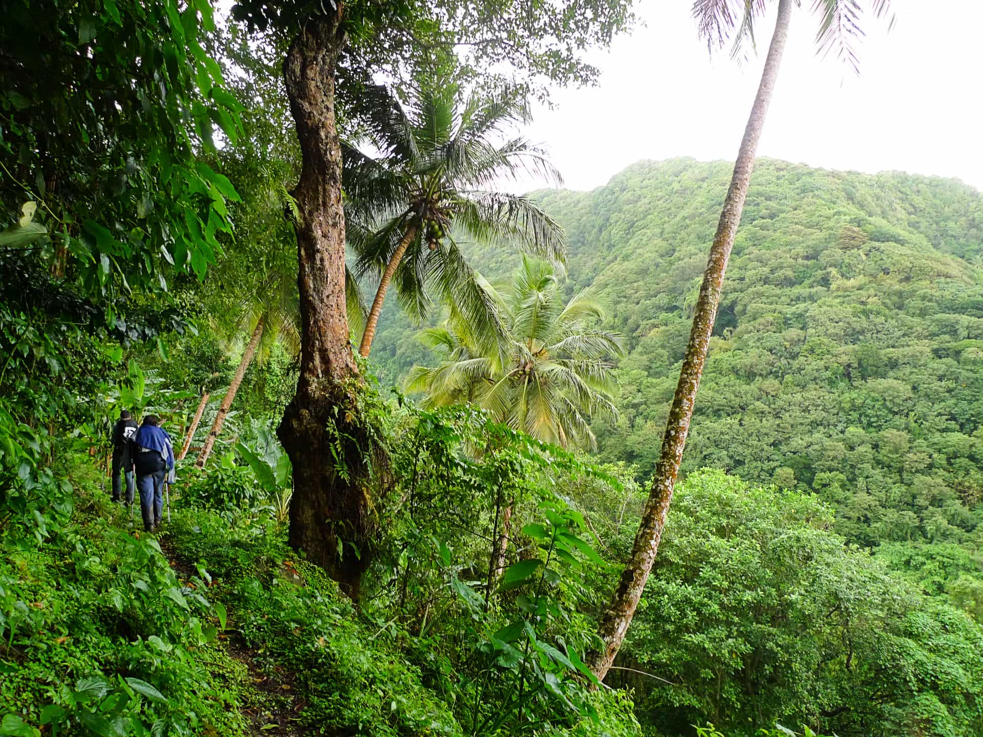 Waitukubuli National Trail, Dominica. Photo: Host/Jungle Trekking Adventures & Safaris