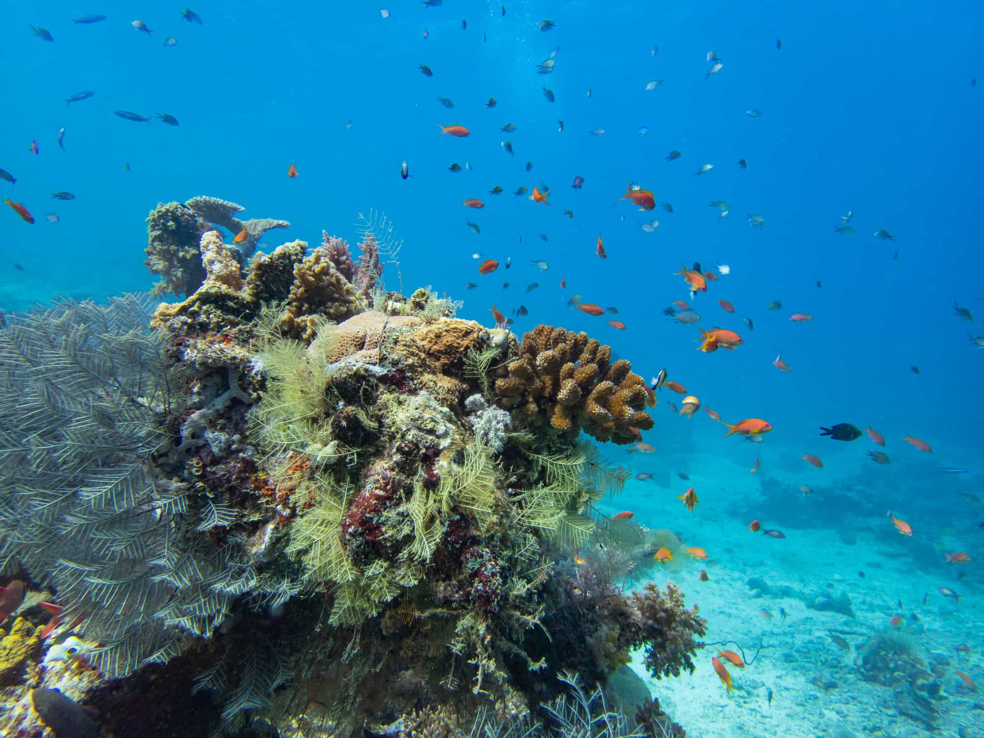 Beautiful coral reefs landscape of Reunion island