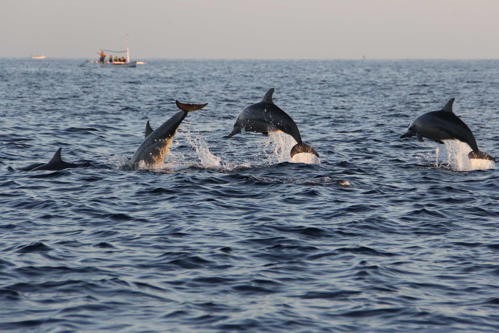 Dolphins leaping at Lovina Beach, Bali, Indonesia.