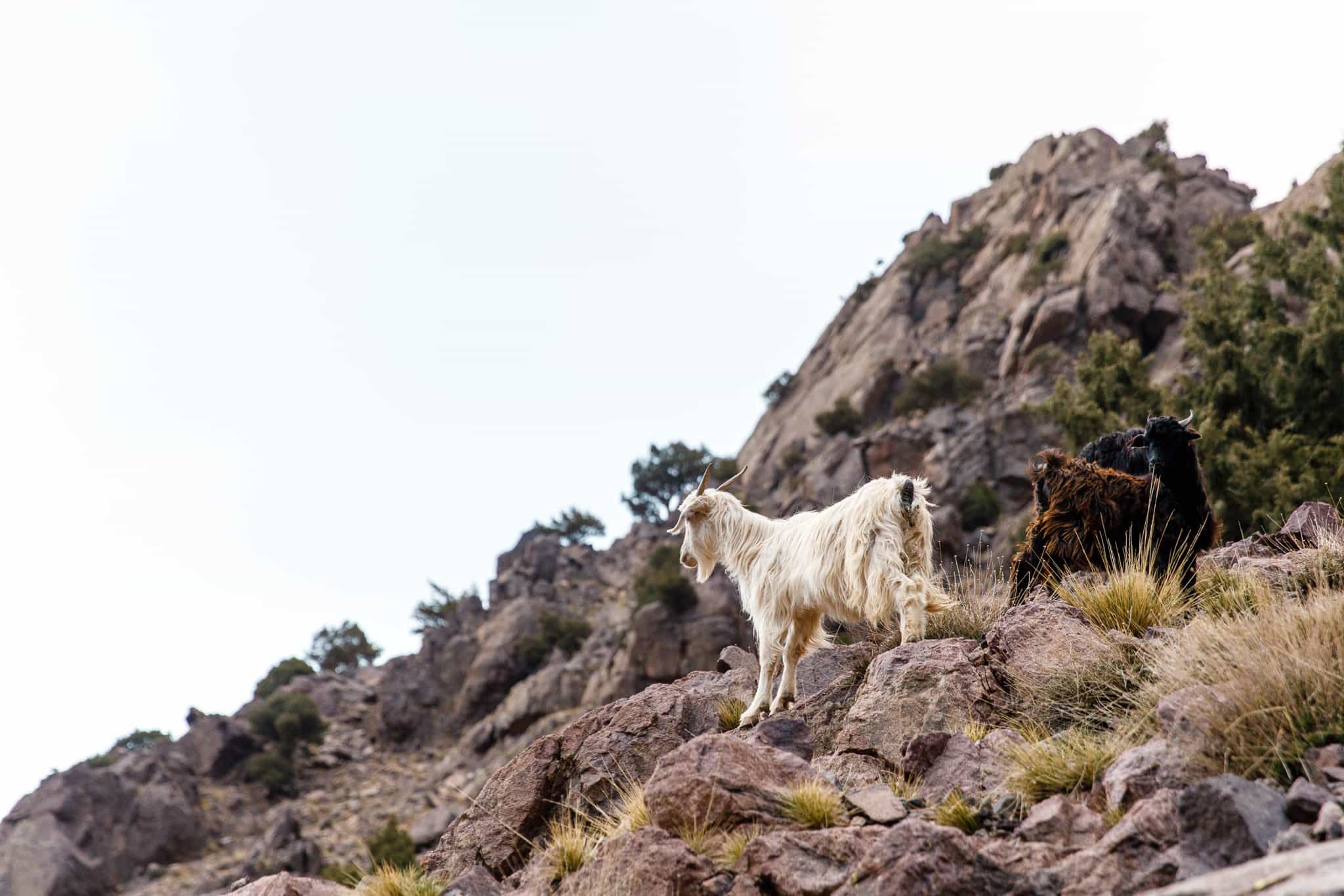 Mountain goats, Morocco