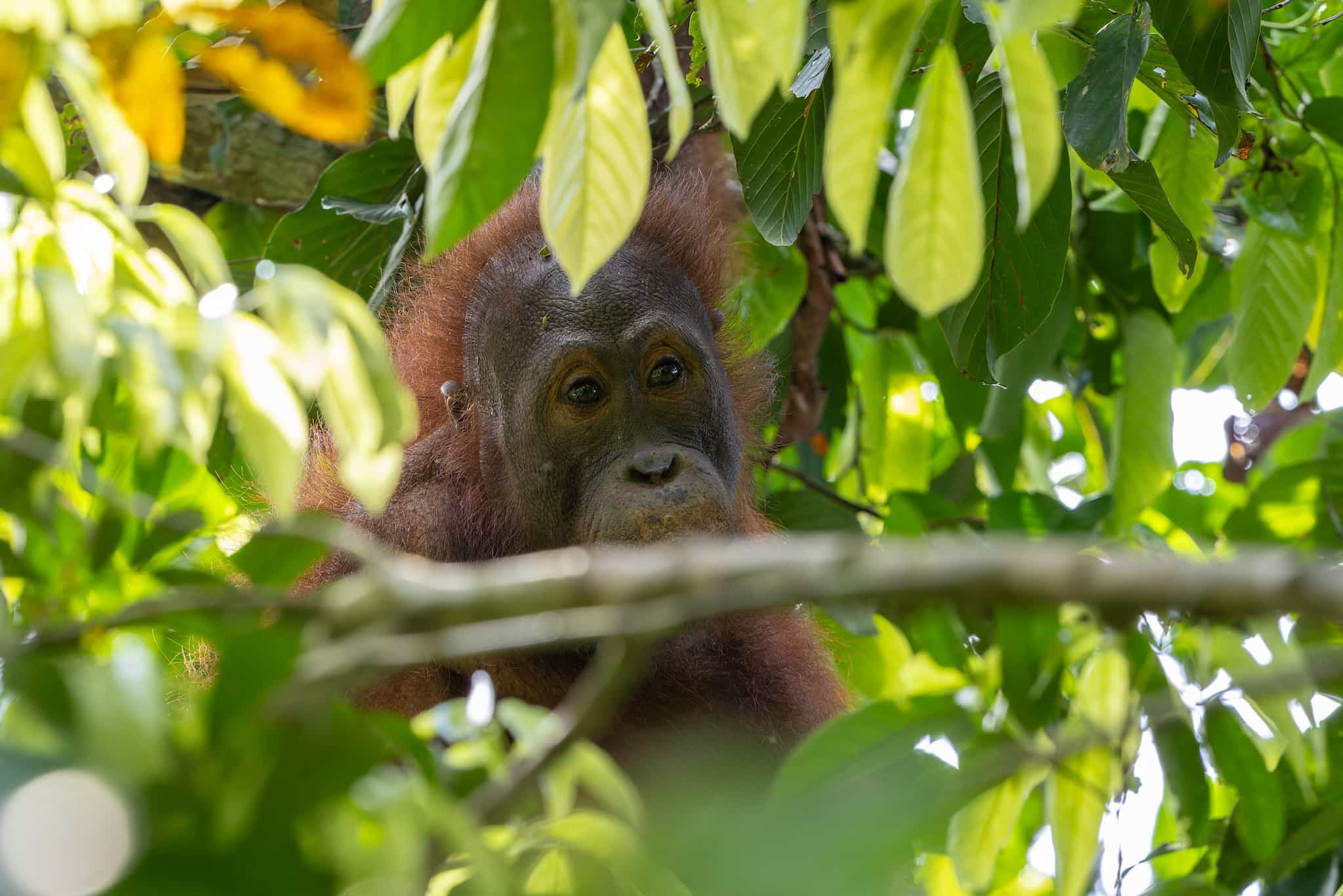 Orangutan, Wildlife Adventure in the Jungles of Borneo