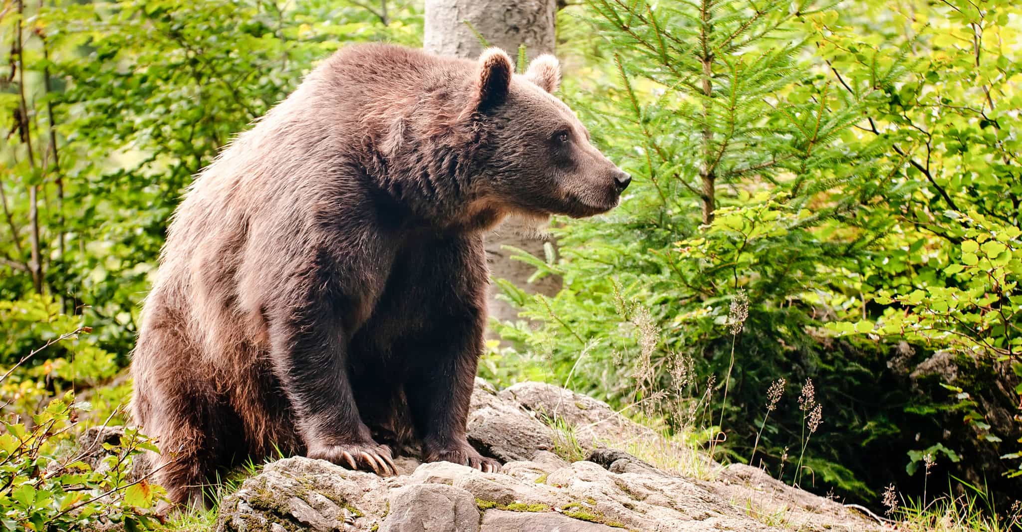 Bear Watching and Castle Hopping in Romania