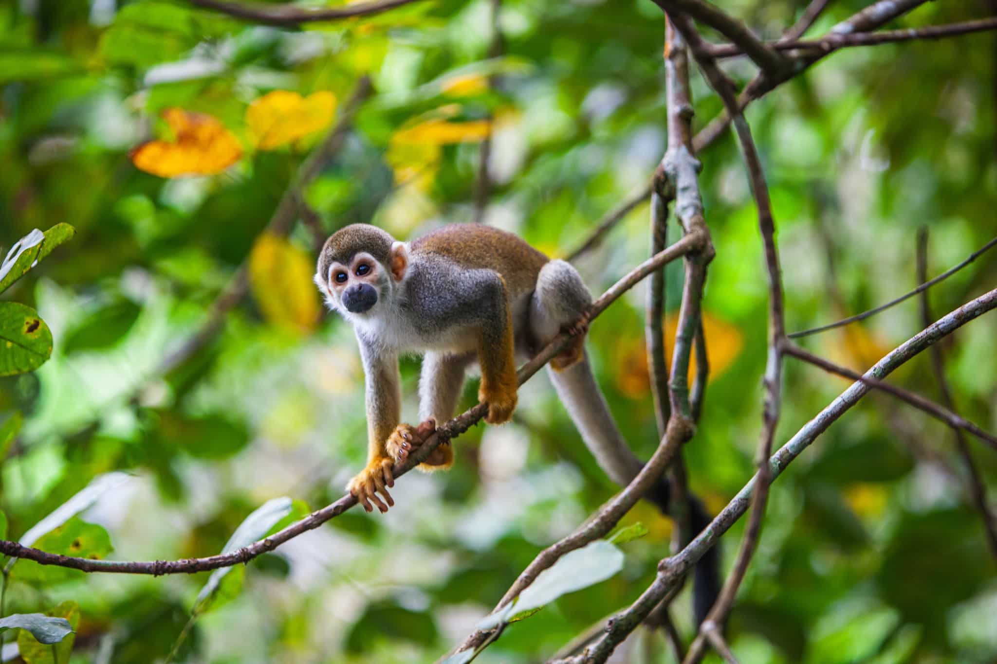 Monkey on a branch in the Amazon rainforest in Ecuador.