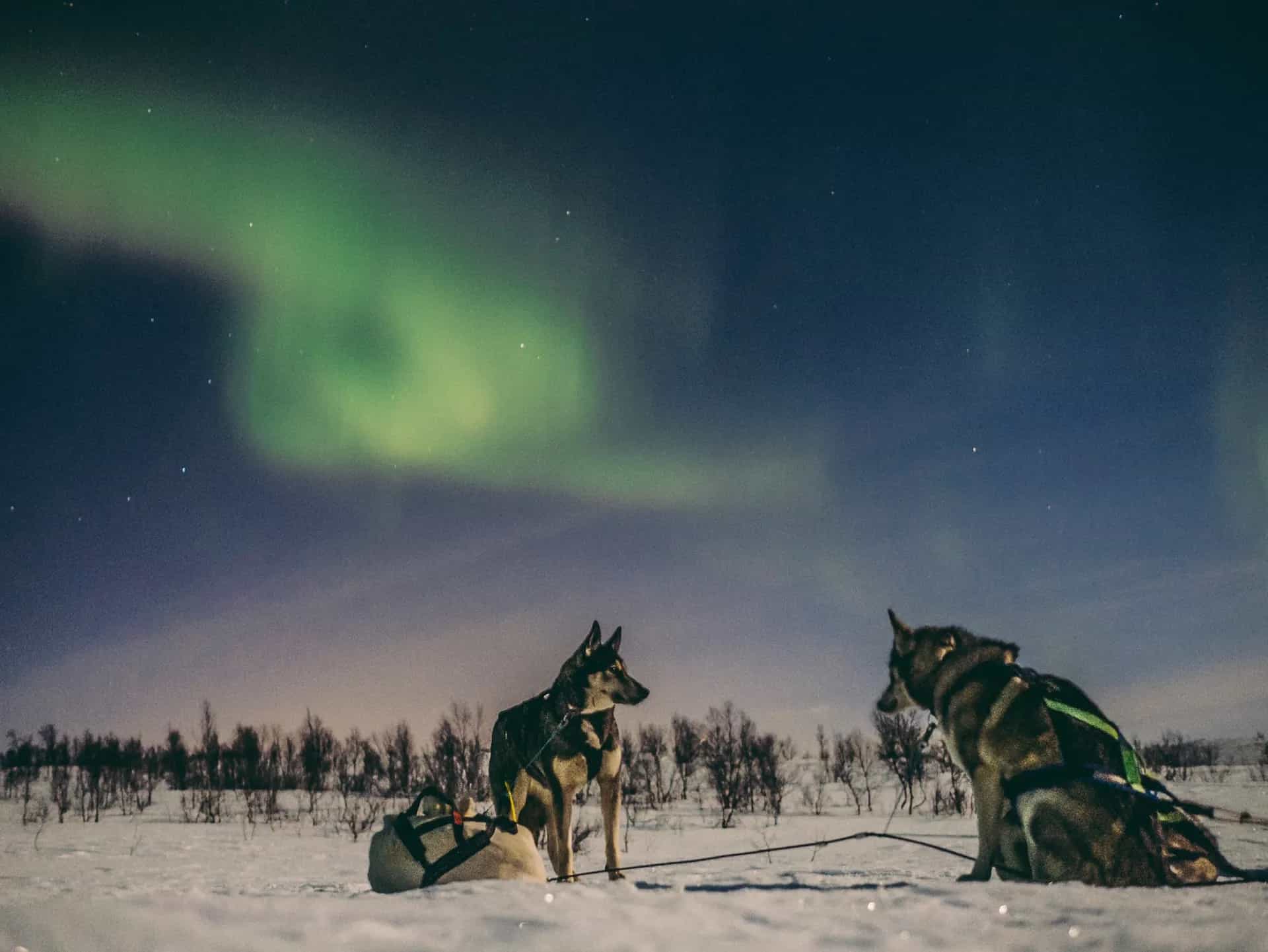 Ultimate Norway Huskies