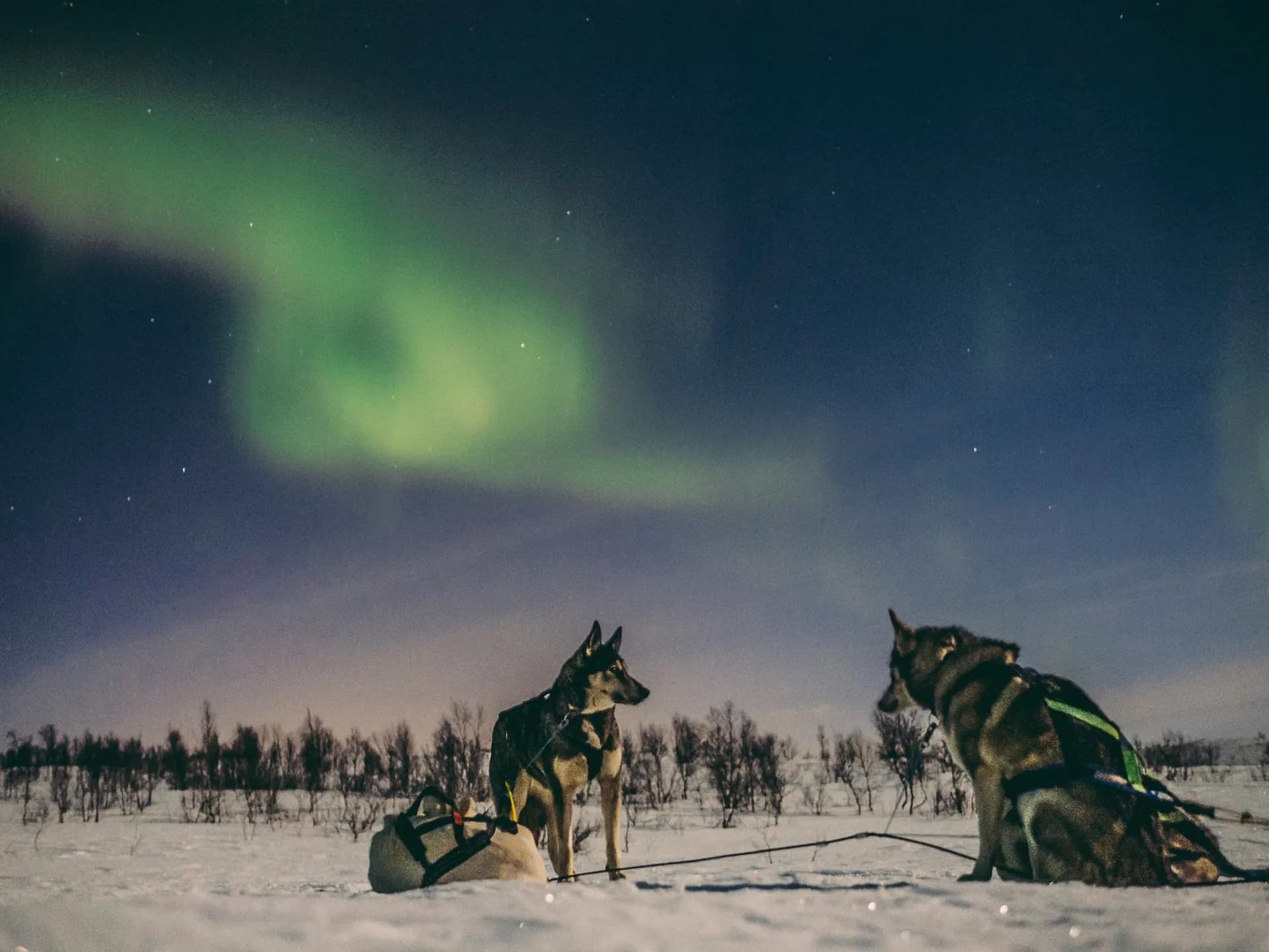 Ultimate Norway Huskies