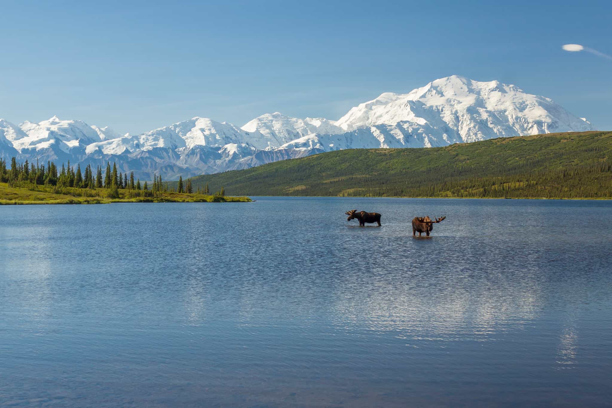 Two bull moose feeding in Wonder Lake with the Alaska Range in the background, Denali National Park, Alaska.
Getty: 628618916