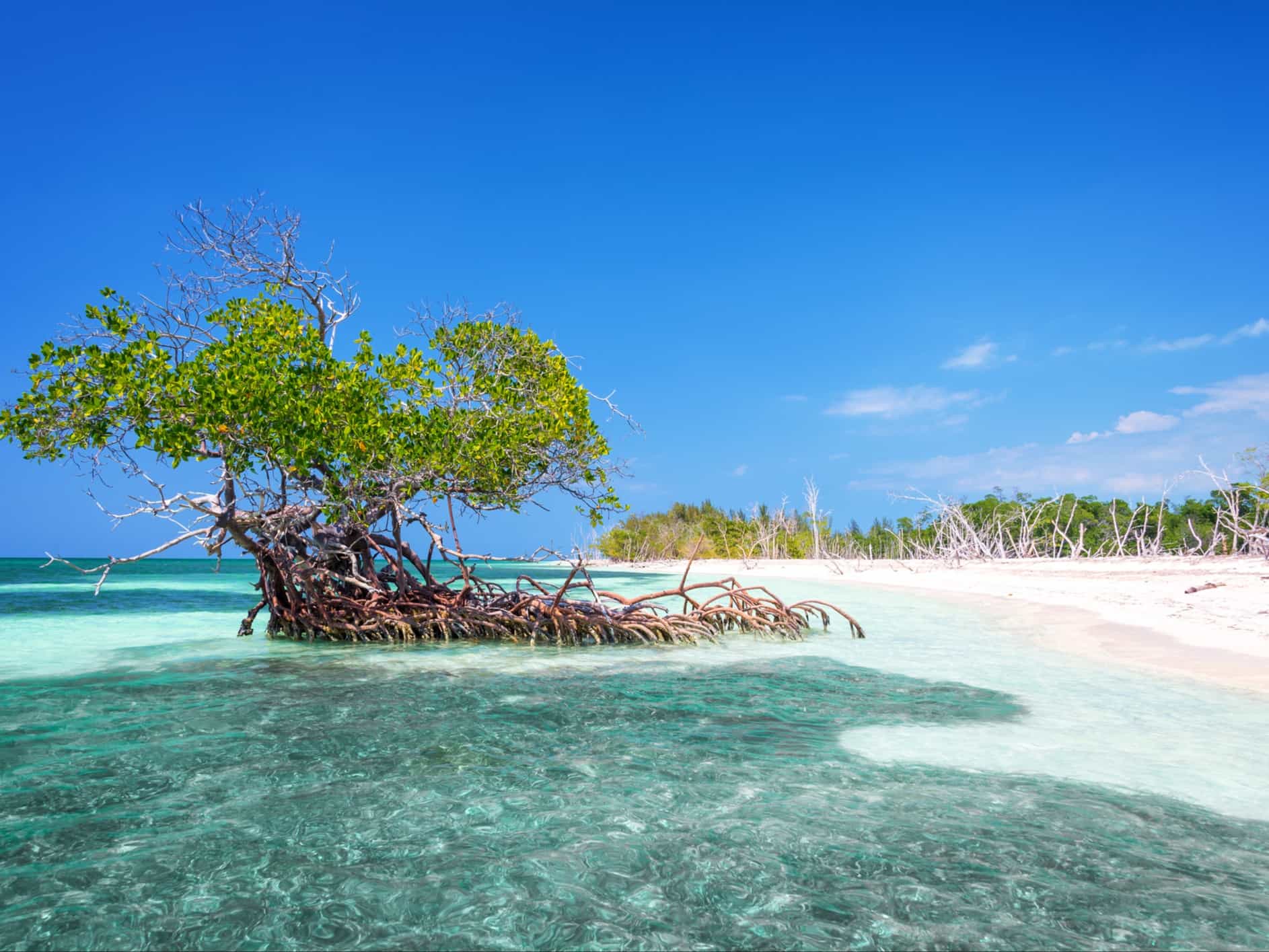 Mangrove tree on the beach of Cayo Levisa island, Cuba