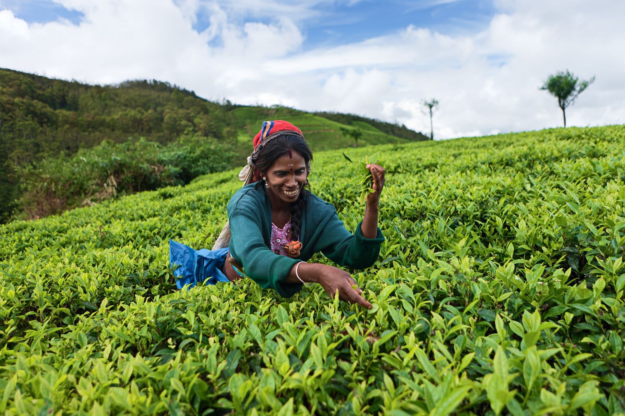 A tea picker in Sri Lanka. Photo: Getty.