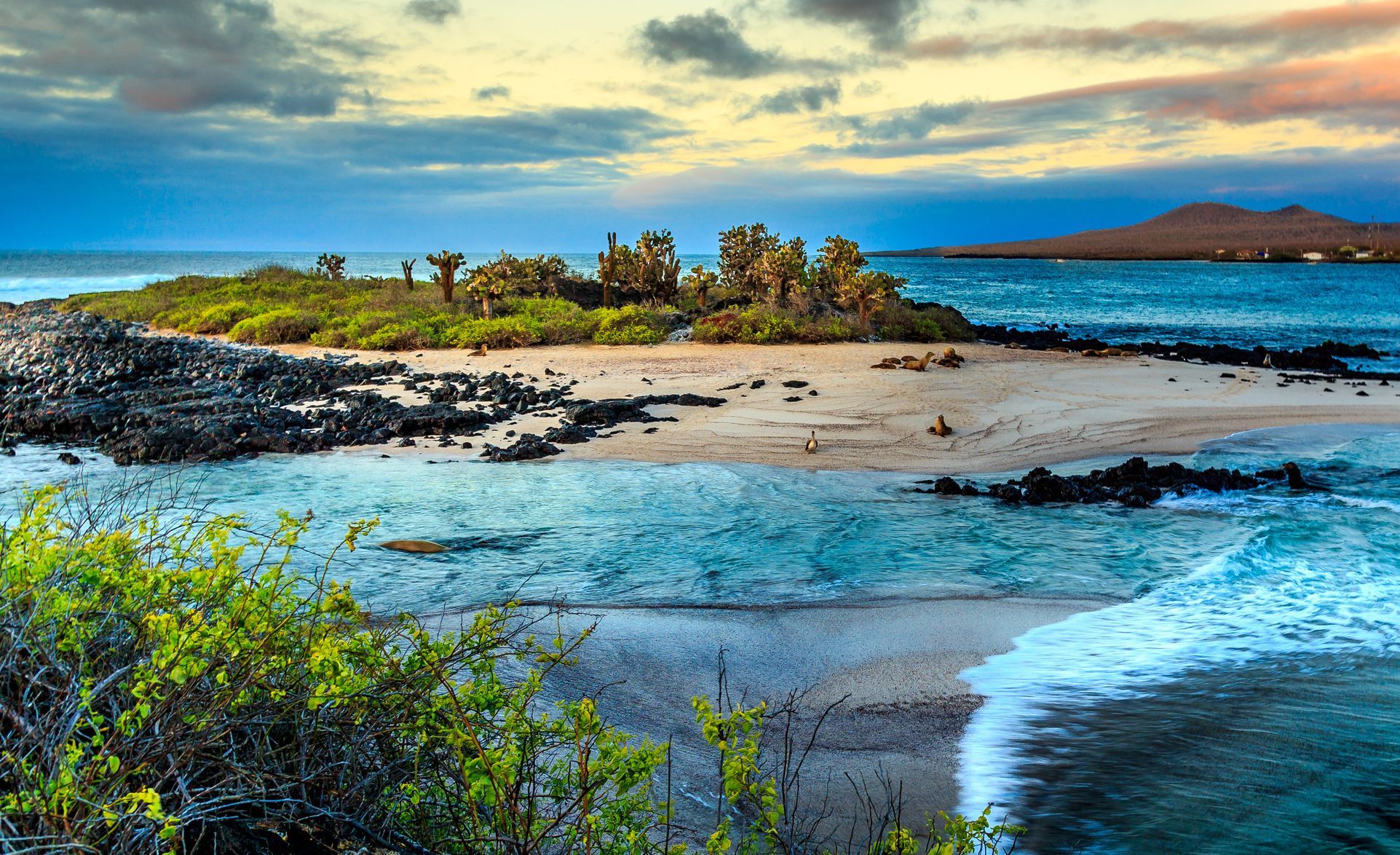 Santa Cruz Island: Navigating the Galapagos Gem Like a Pro - Wildlife Encounters