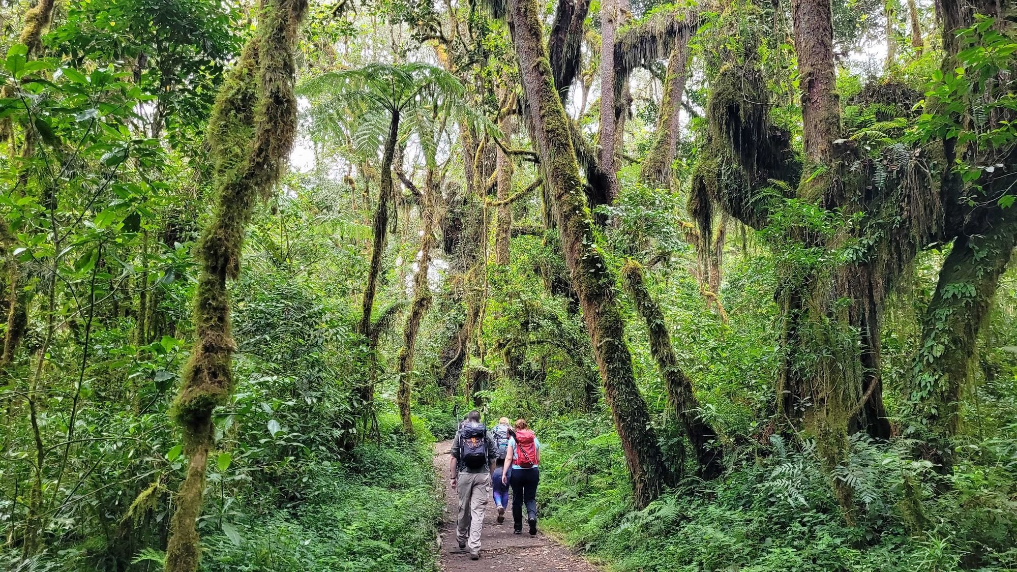 Hikers on the trail through montane forest in Kilimanjaro, Tanzania.
