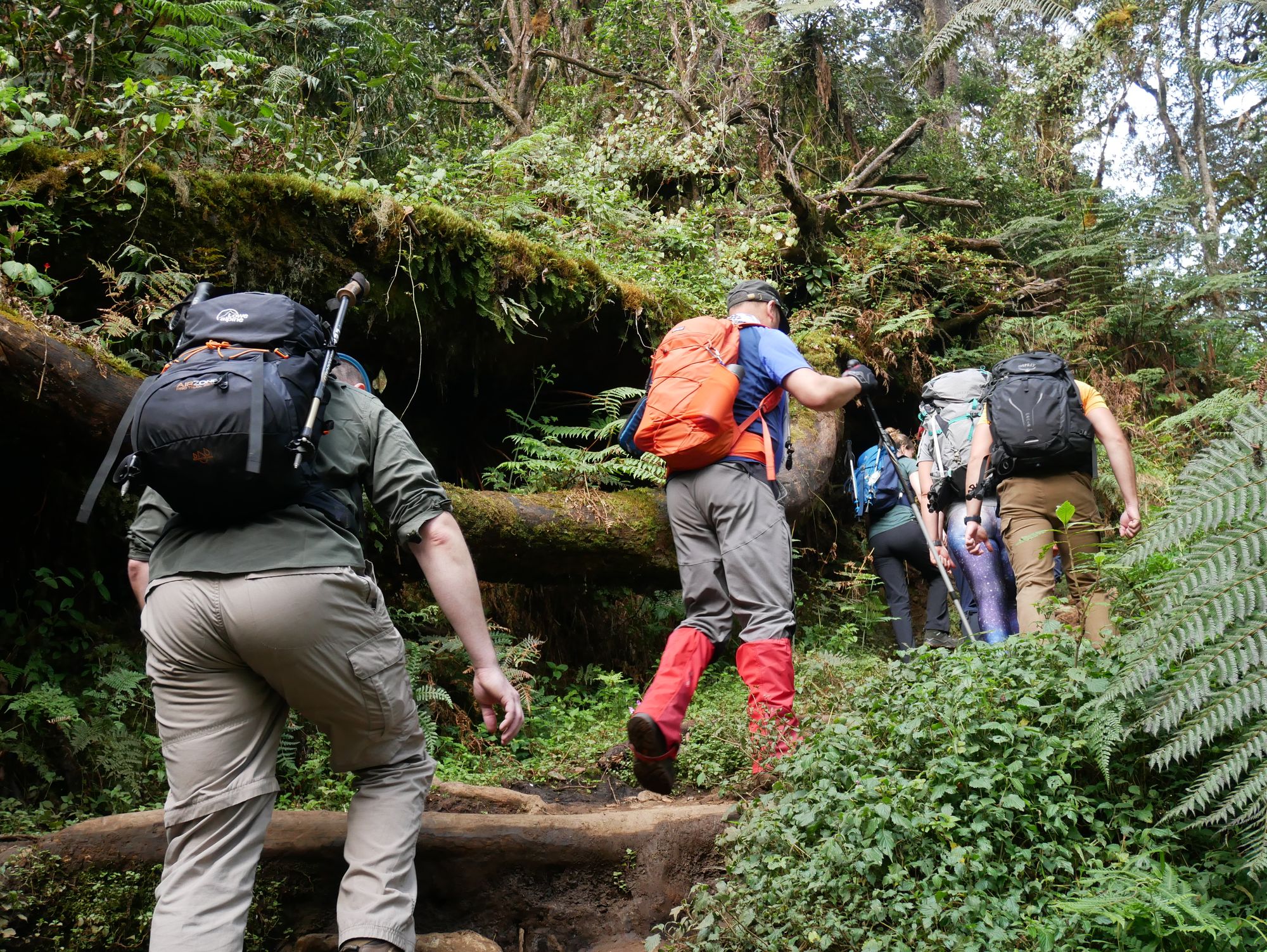 Hikers in the forest on the Machame Route up Kilimanjaro, Tanzania.