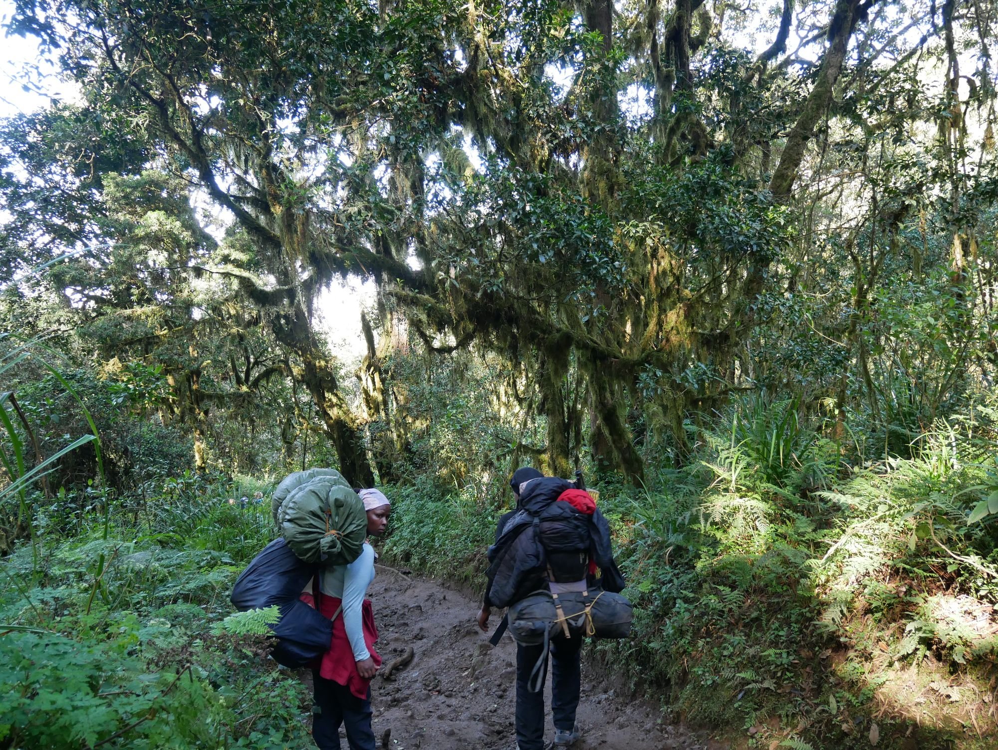 Two porters on a muddy trail surrounded by forest on the Machame Route, Kilimanjaro.