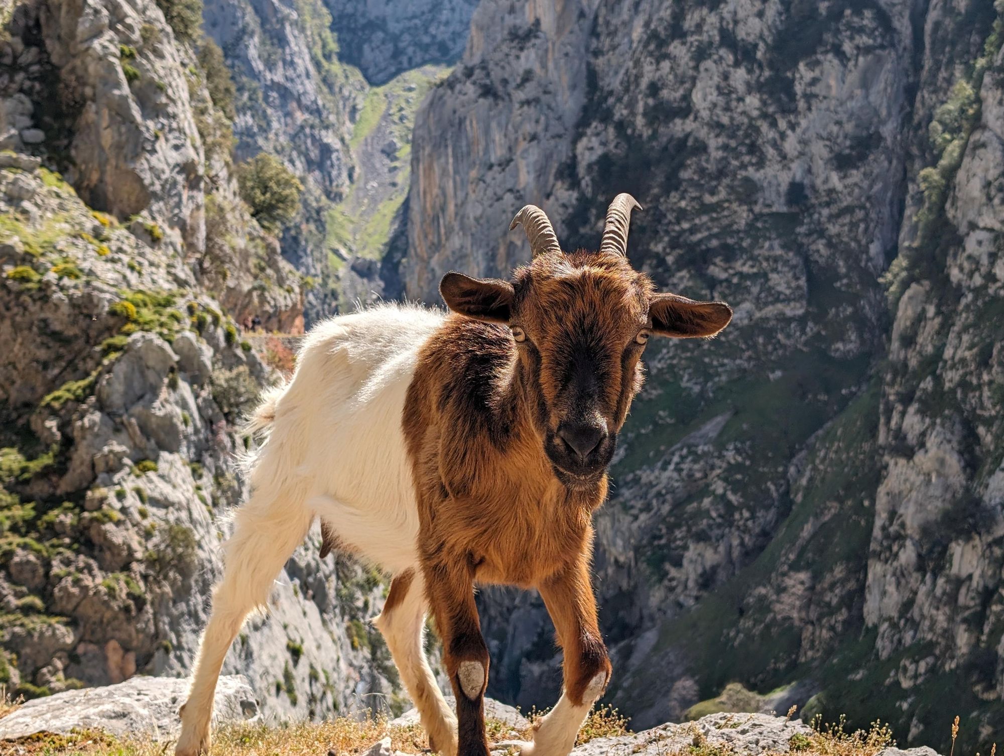 A cheeky goat seeking food half way along the Ruta del Cares walk. Photo: Stuart Kenny