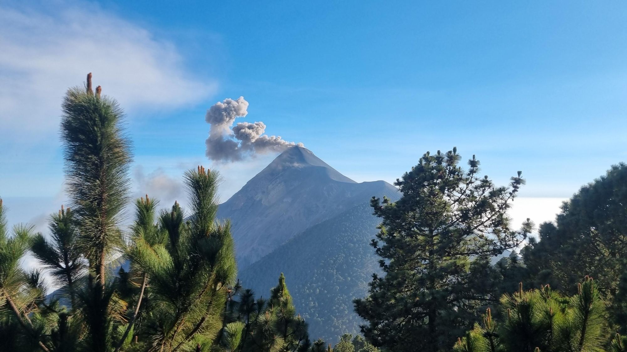 Volcan de Fuego glimpsed through the trees on Acatenango Volcano. Photo: Marta Marinelli.