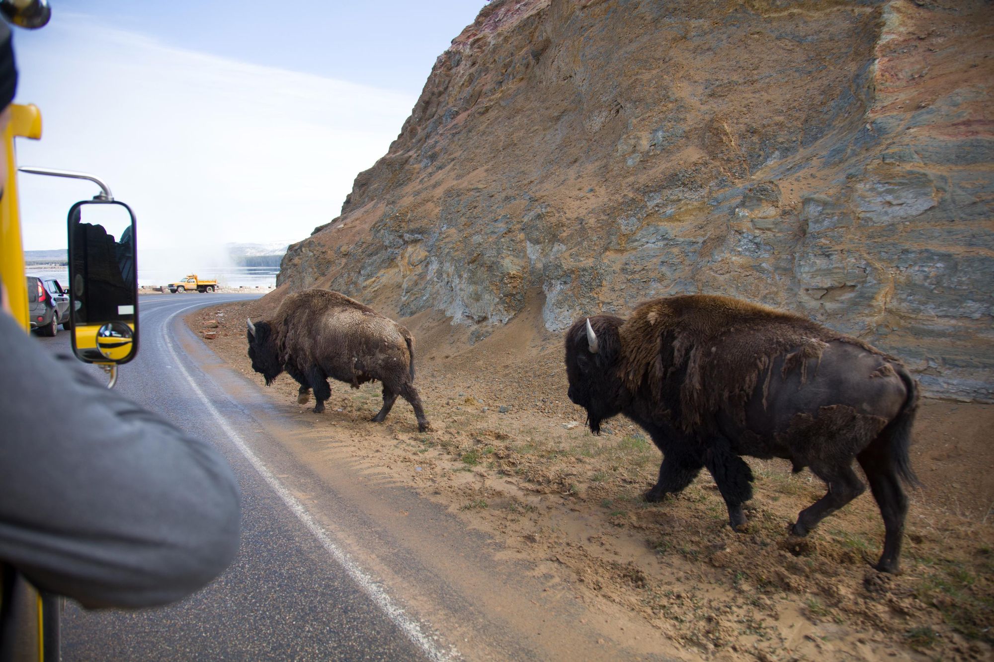 You'll spot a lot of bison as you enter Yellowstone. This can cause queues. Photo: Getty