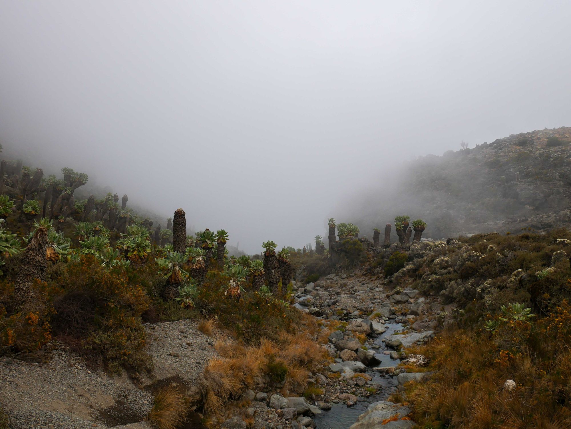 A stream with giant senecio trees growing alongside it, with the background obscured by cloud, on Mount Kilimanjaro.
