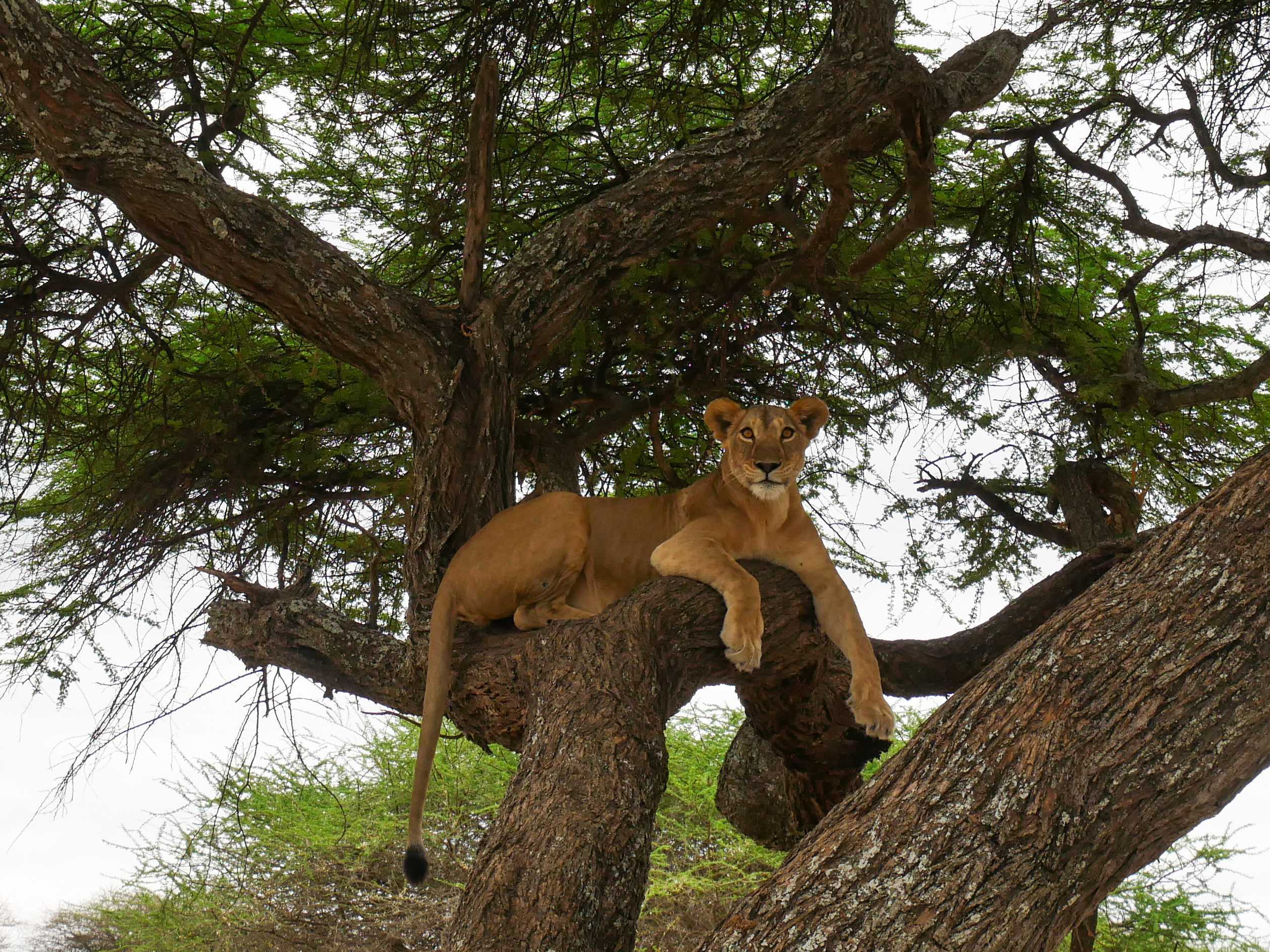 A female lion sat in an acacia tree in Tarangire National Park, Tanzania.