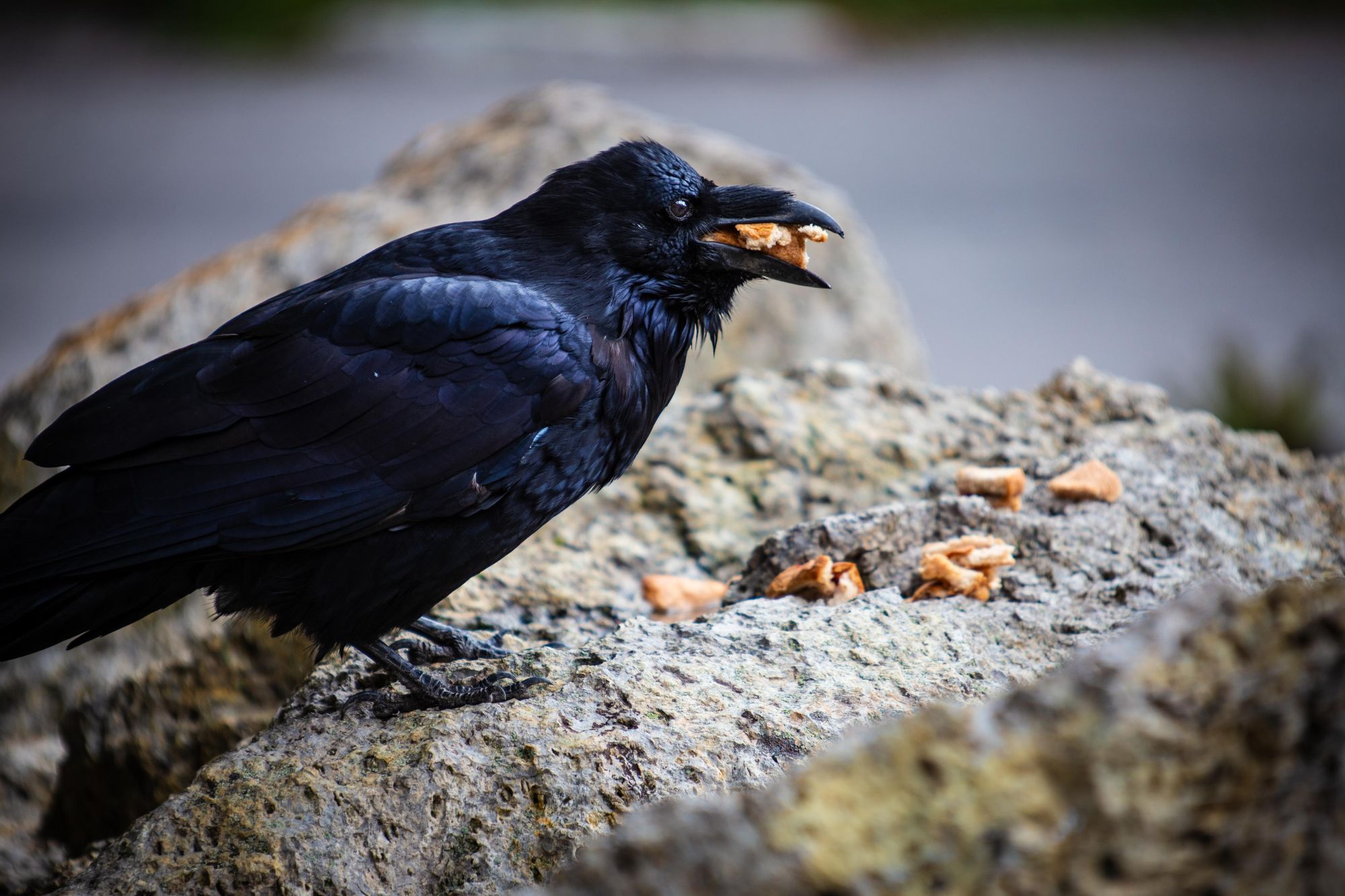 A raven munches down some lunch in Yellowstone National Park. Photo: Getty