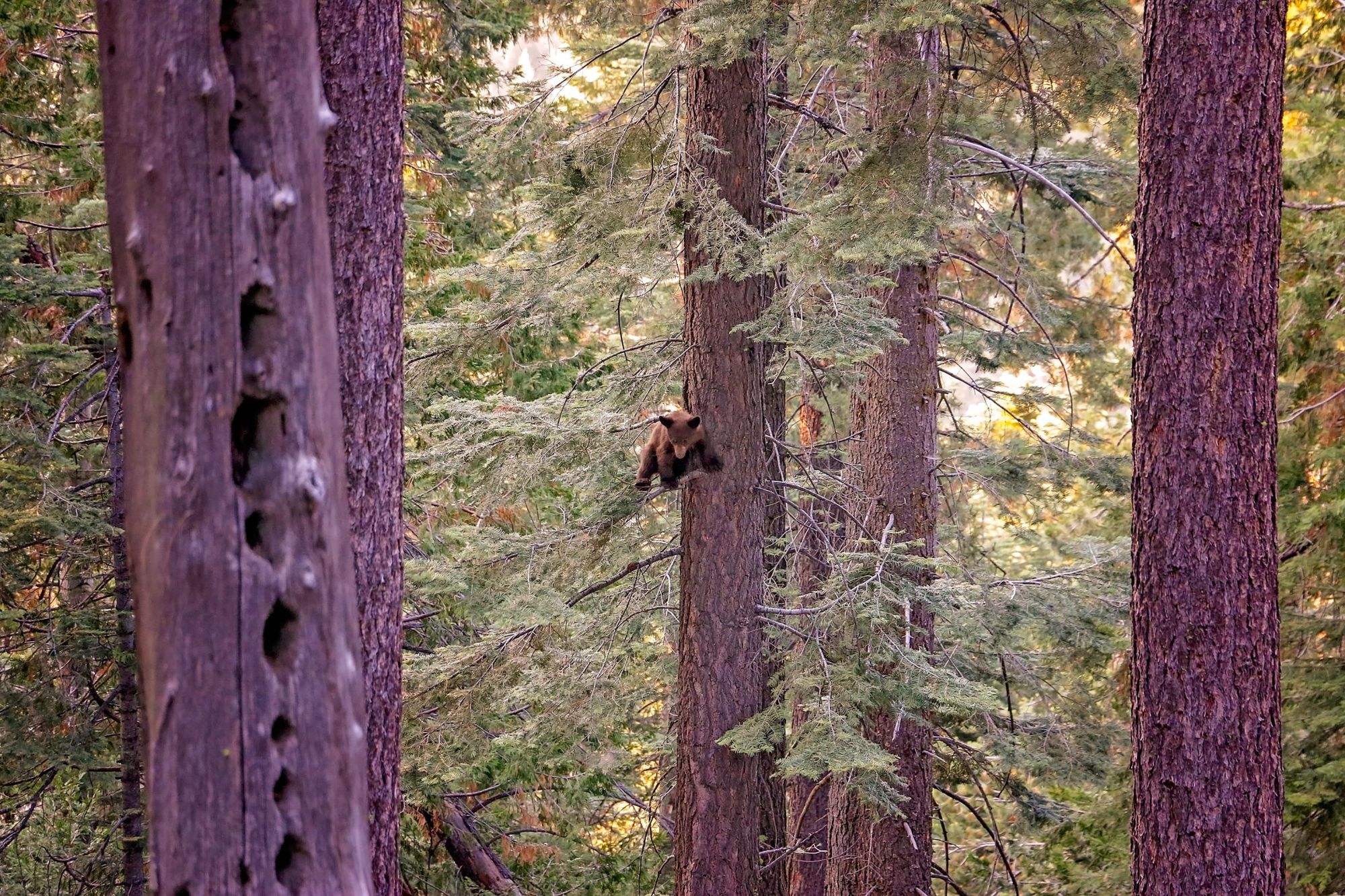 An adorable brown bear cub spotted up a tree in Yosemite. Photo: Getty