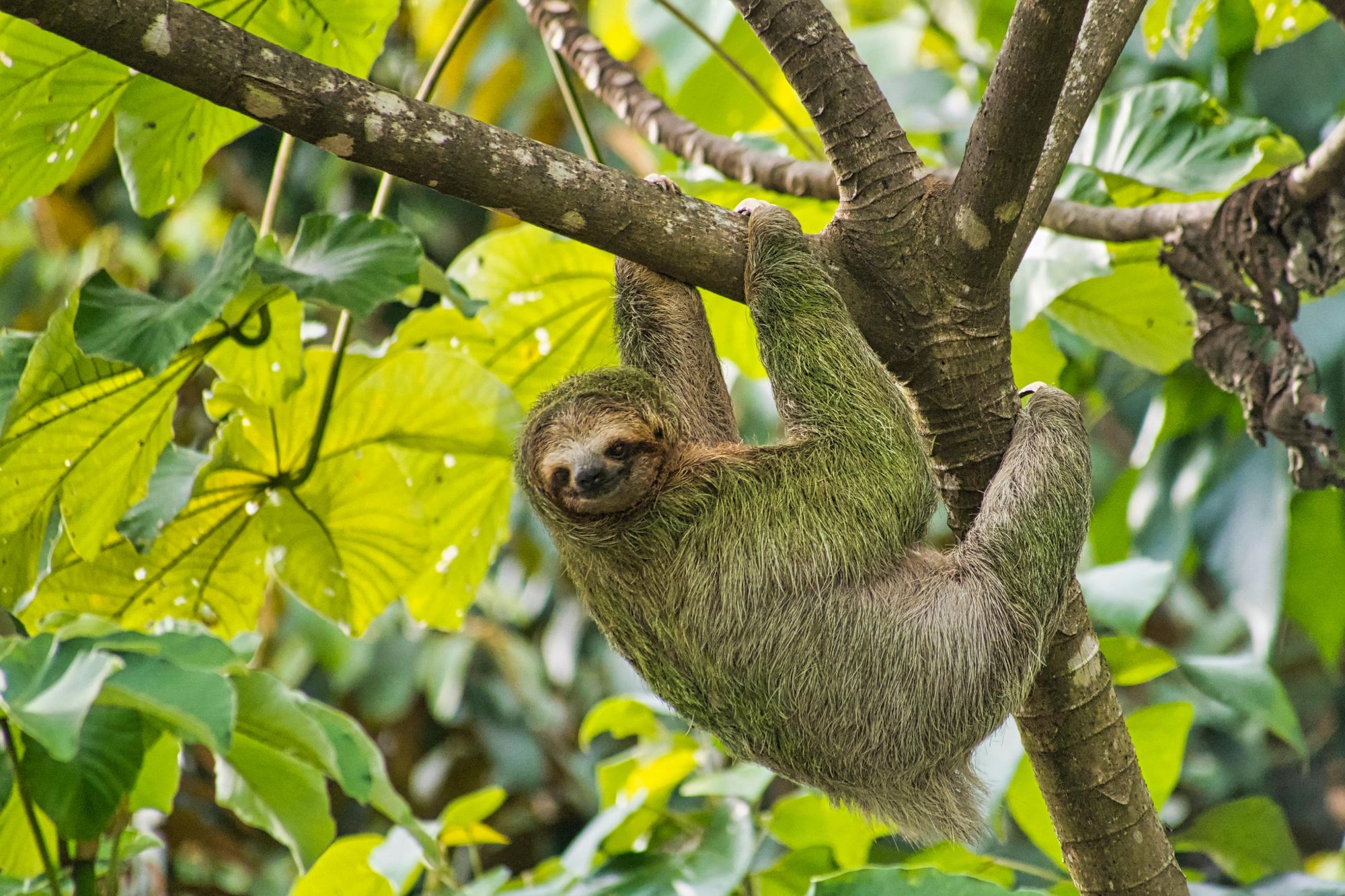 Sloths can be spotted along the Camino de Costa Rica. Photo: Getty