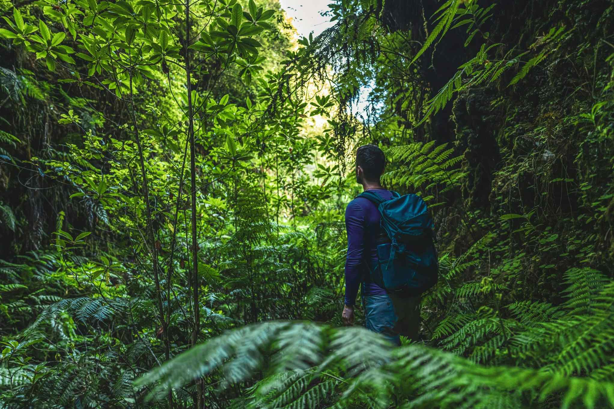 Hiking in dense rainforest along the Camino de Costa Rica route. Photo: Getty