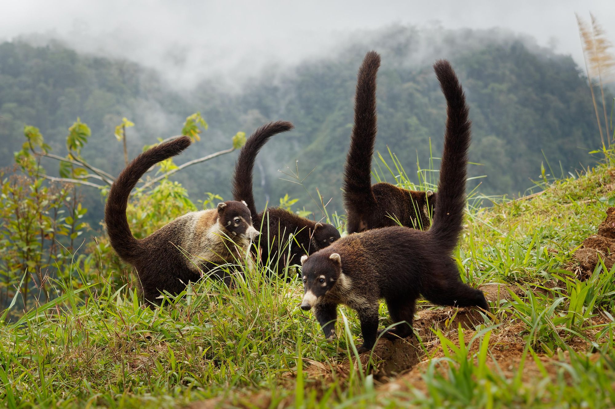 Coatis can be spotted in the higher reaches of the Camino de Costa Rica. Photo: Getty