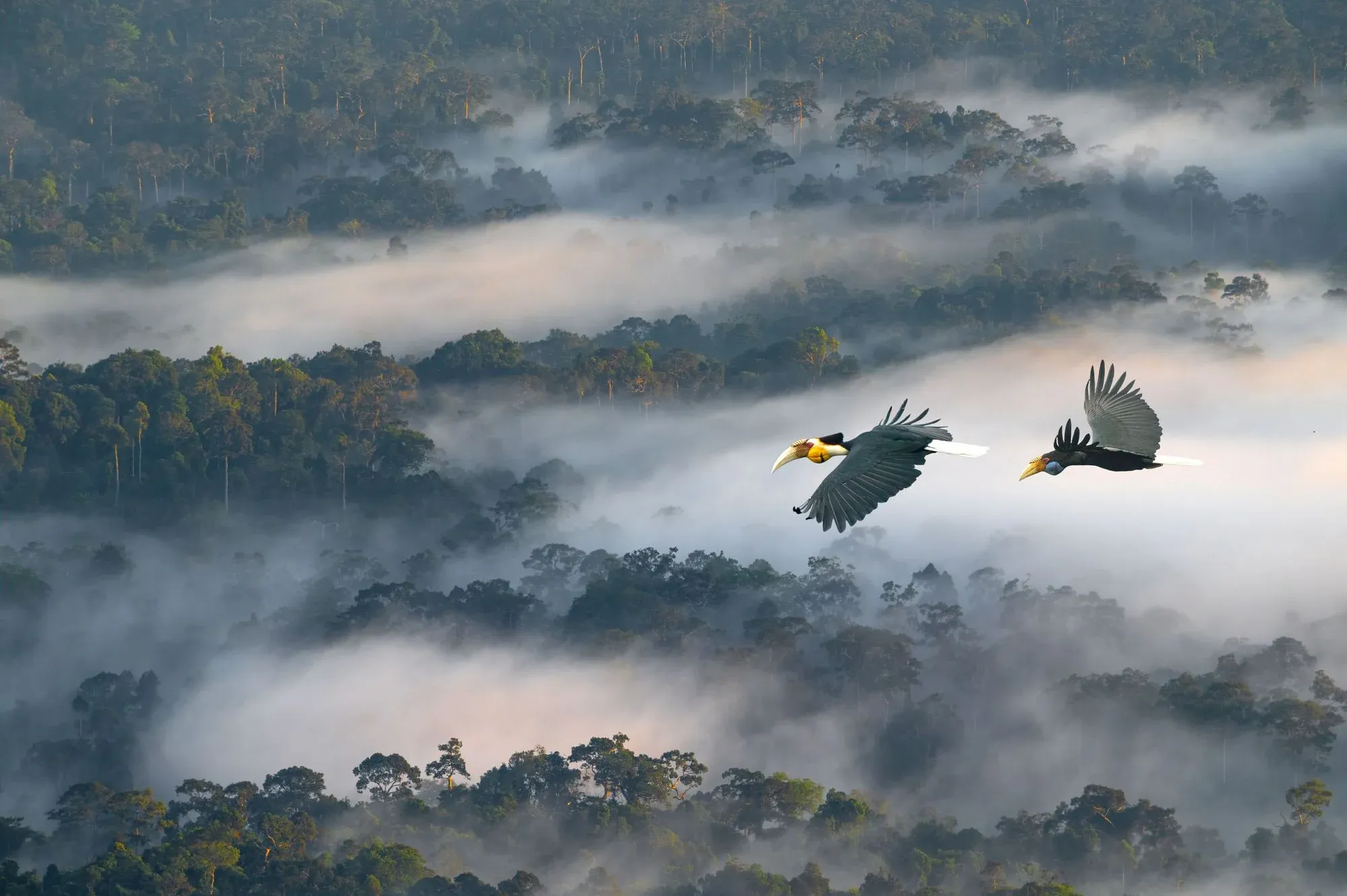 Two rhinoceros hornbill soar over the rainforests of Borneo. Photo: Getty