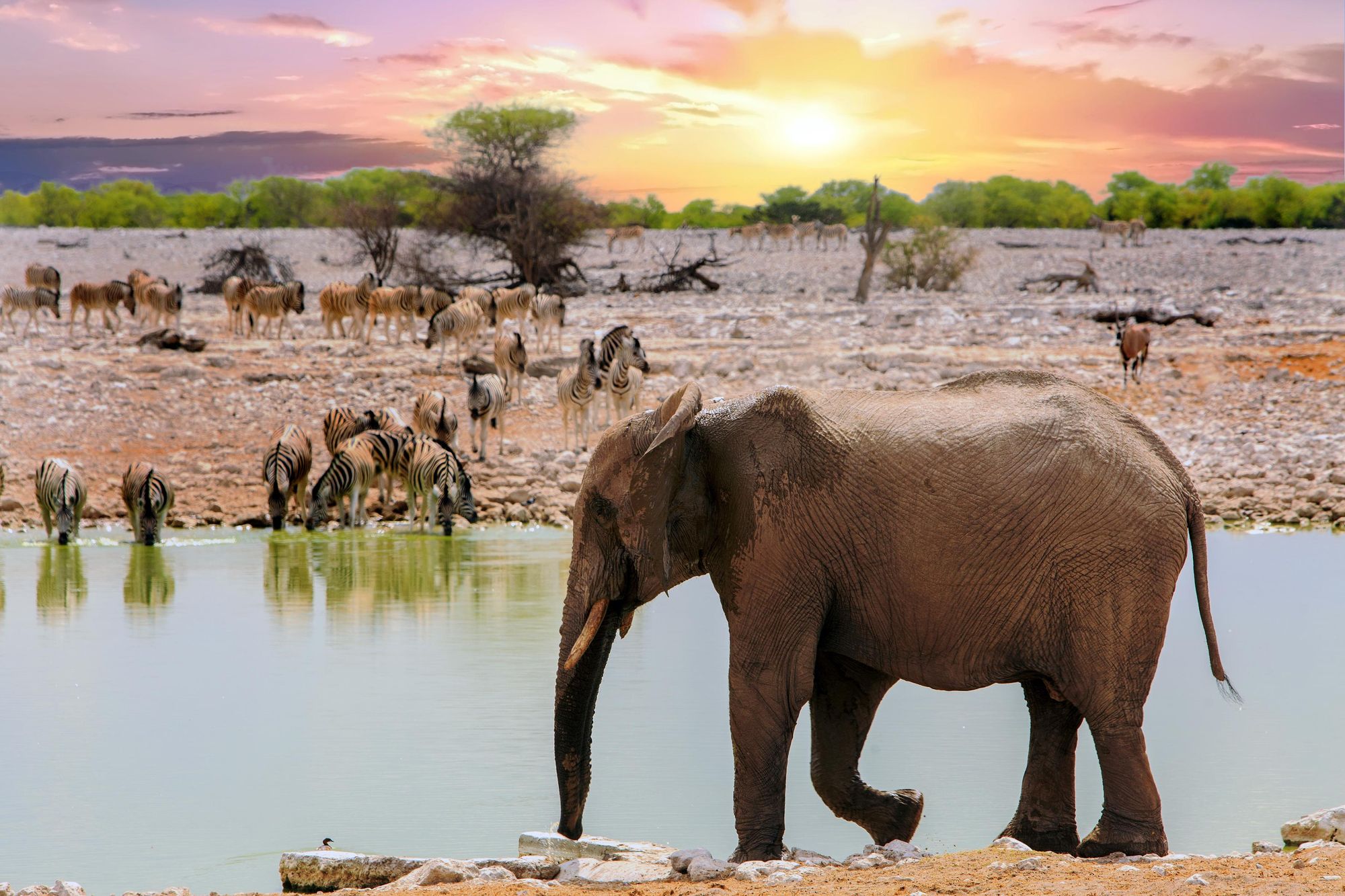 A watering hole in Etosha National Park, busy with all sorts of wildlife. Photo: Getty