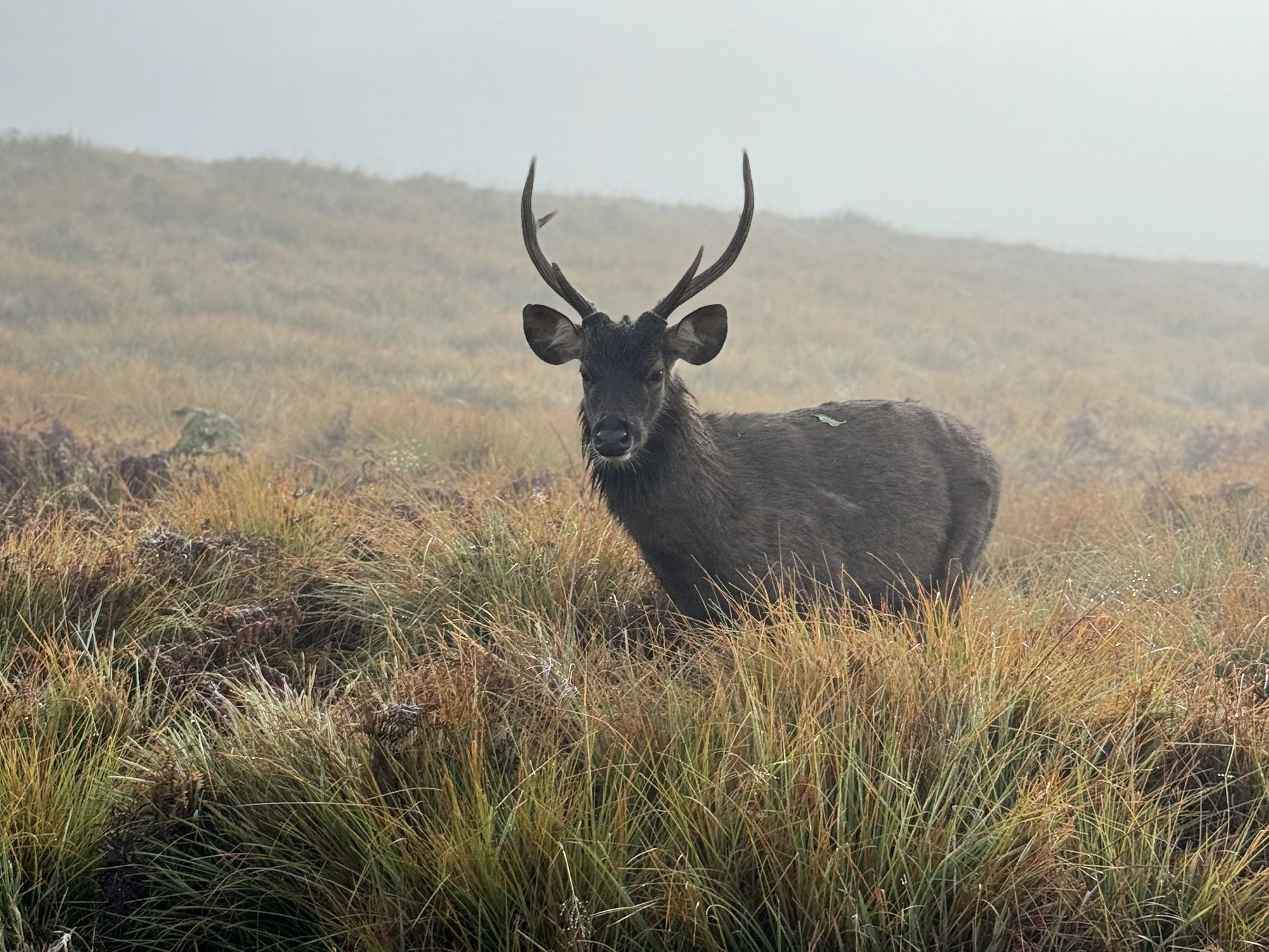 A sambar stag stands in the mist among grassy plains.
