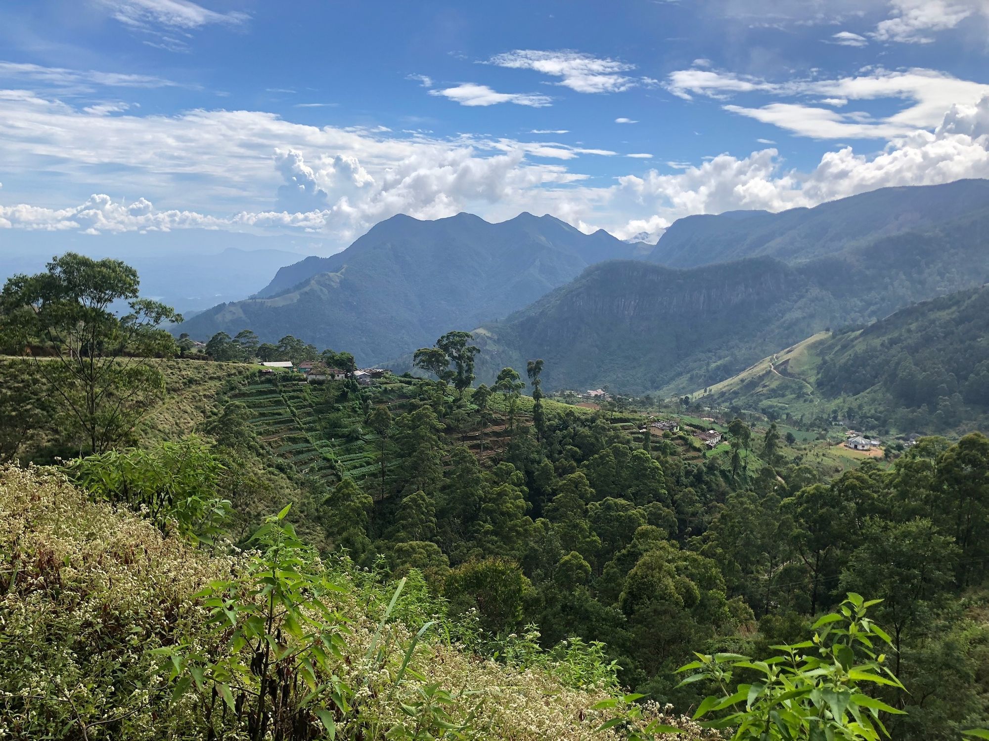 Mountainous views across the tea plantations of Sri Lanka.