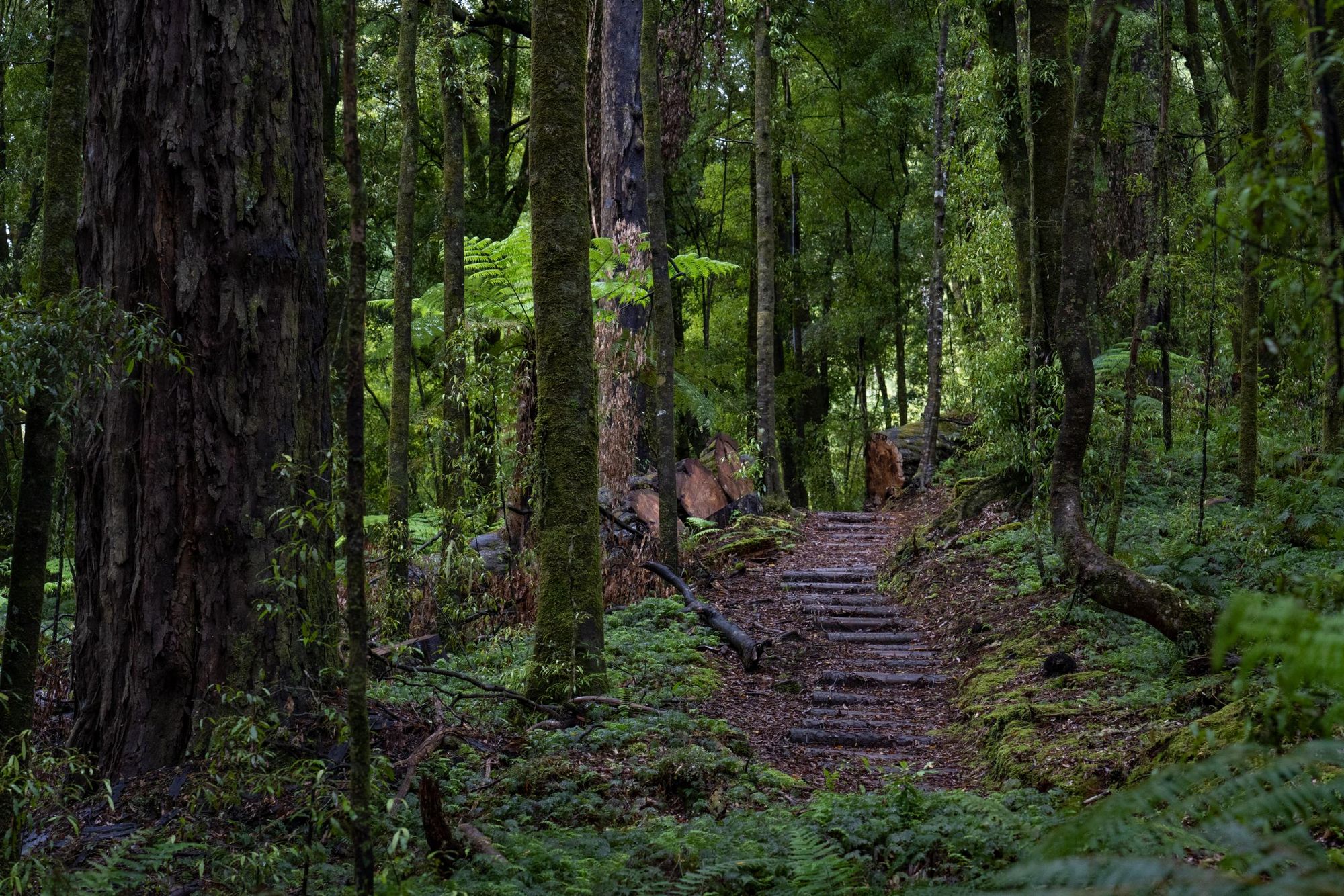 A staircase winding through the Whirinaki Conservation Park. Photo: Getty