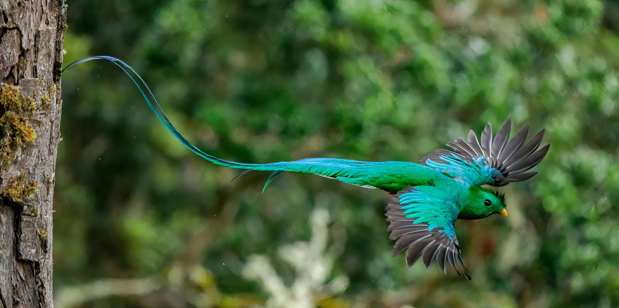 A resplendent quetzal in mid flight. Photo: Getty
