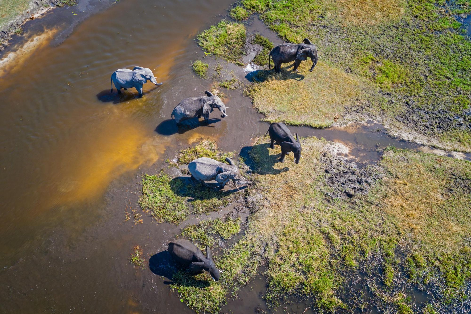 Elephants in the Okavango Delta, a dream spot for wildlife watching. Photo: Getty