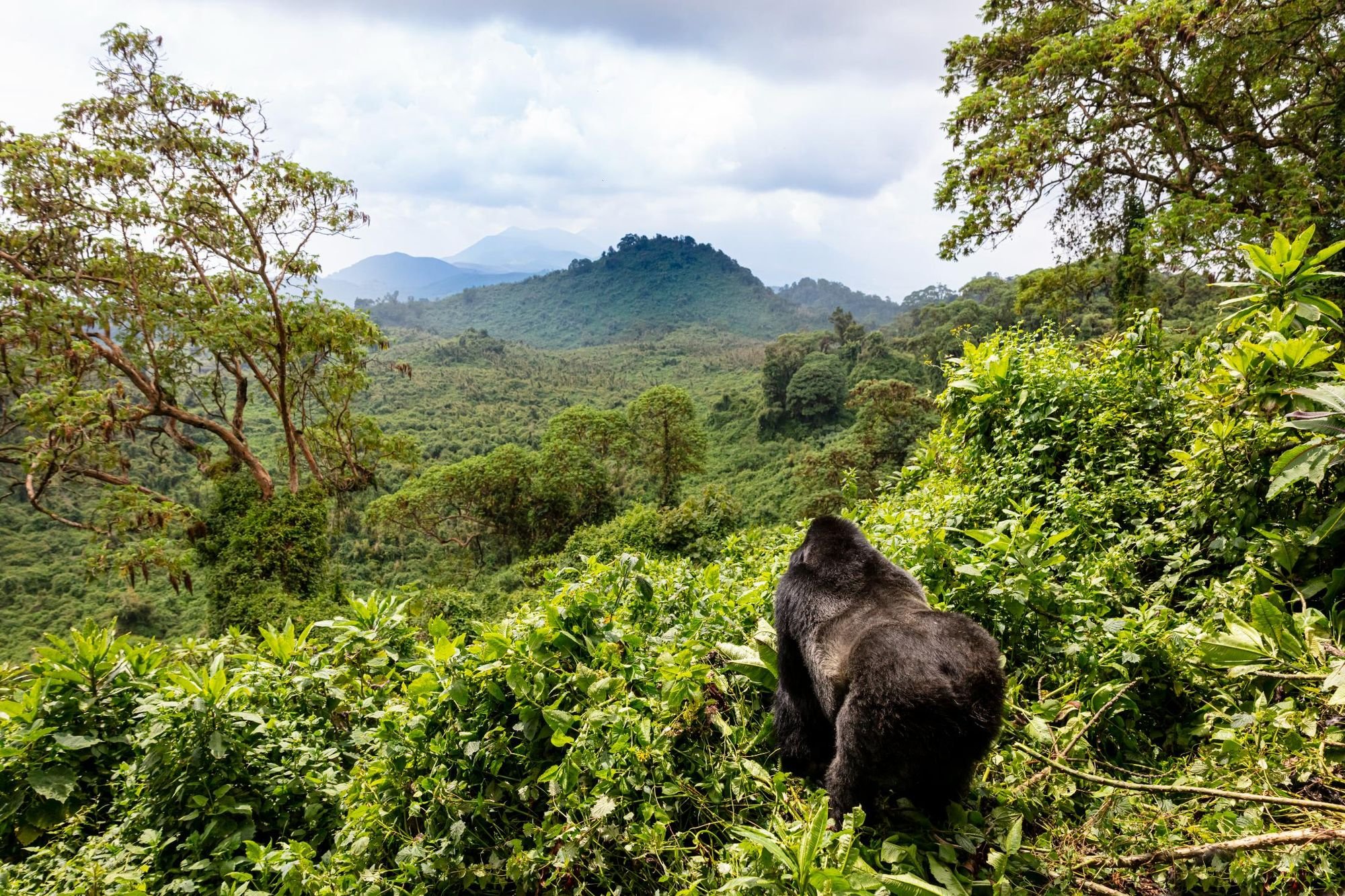 A mountain gorilla in Rwanda Volcanoes National Park. Photo: Getty