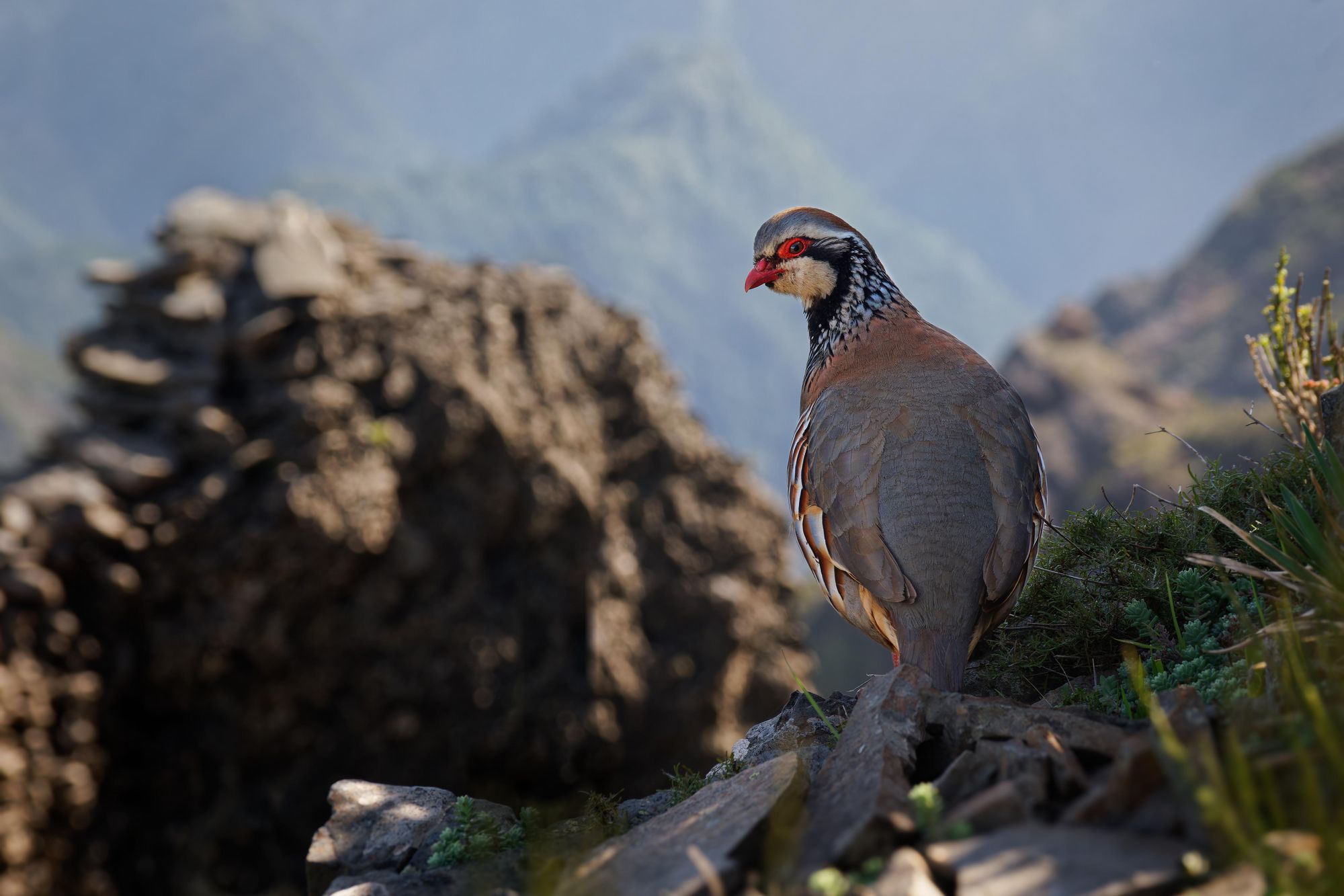 A red-legged partridge looks out on the mountains of Madeira. Photo: Getty