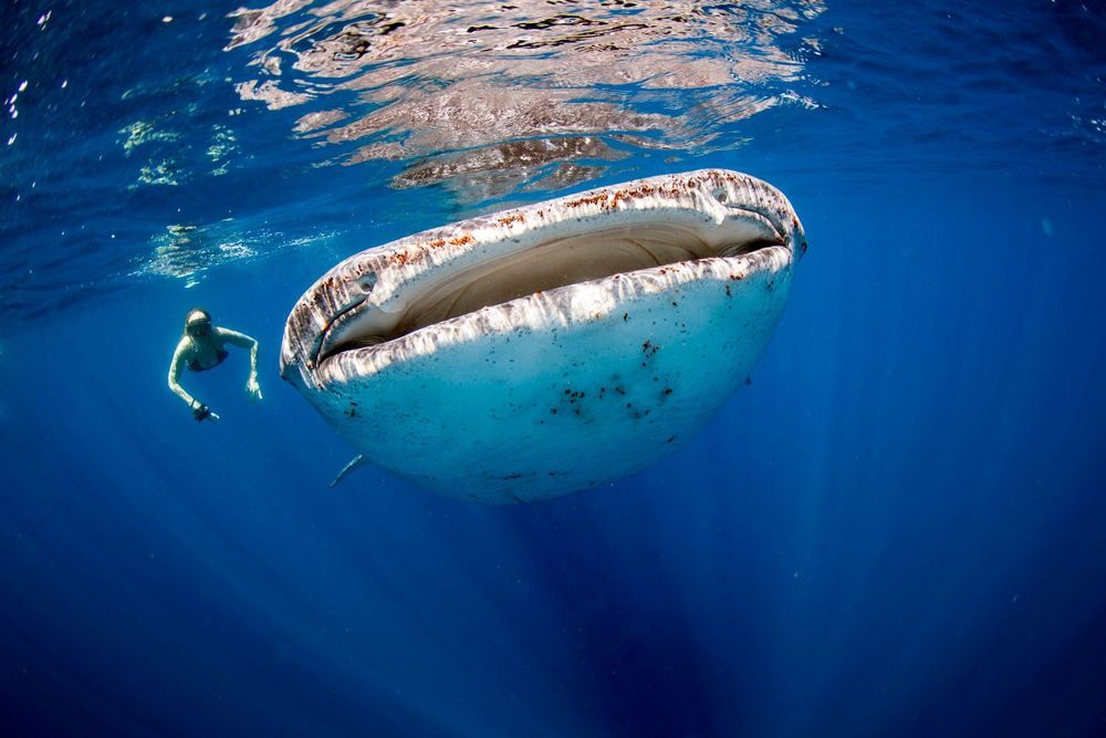 Swimming with enormous whale sharks in the deep blue waters of the Maldives. Photo: Getty.